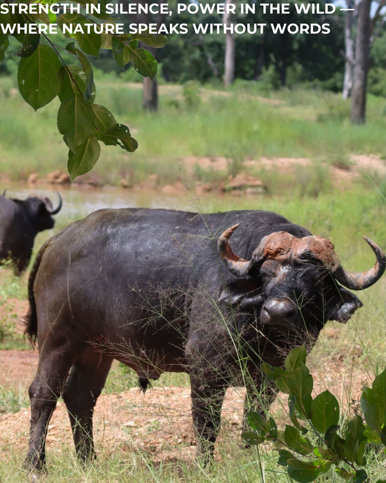 African Buffalo (Syncerus caffer): Found in sub-Saharan Africa, these are large, dark, social animals with heavy, ridged horns. They are known for being aggressive, particularly the Cape buffalo, and are part of the-Big Five
#africa #safari #tanzania #buffalo #feed