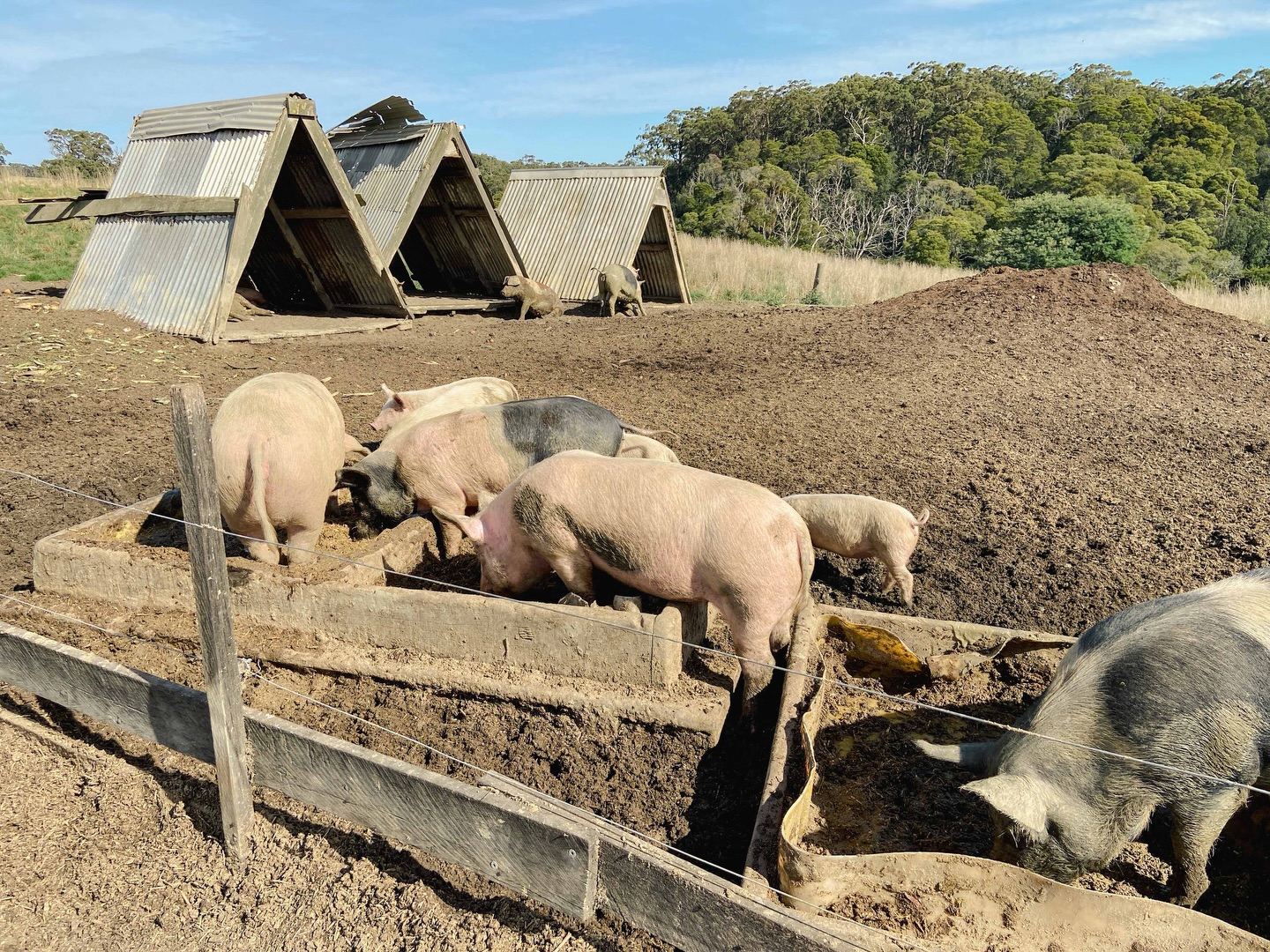 🪵🐖 A pig farm and sawmill doesn’t sound like a wildlife sanctuary. But Amber Creek Farm and Sawmill in Fish Creek is home to 80+ bird species, pygmy perch, burrowing crayfish, feather-tailed gliders, and rakali.
Owners Dan and Amelia Bright call it “hogs and logs,” but two decades of careful stewardship tell a much bigger story. We recently brought 40 community members, farmers and nature lovers out to see it firsthand.
40% of the property is remnant bush, actively protected and connected by corridors of revegetation that keep wildlife moving across the landscape. As Dan puts it: “A productive farm needs them to intermingle.” It’s not a compromise. It’s a philosophy, and it’s working.
Our Vice President Shelley Banders summed it up: “The ‘Eco’ in Prom Coast Ecolink stands for both ecology and economy. We don’t have one without the other.”
Lunch around the campfire afterwards, made from produce grown on the property, was the perfect way to end the tour. Good food, good land, good people.
This is what we work toward across the Prom Coast region, and there are more events like this coming. Follow us or visit promcoastecolink.org to stay in the loop.
@ambercreekfarm @southgippslandlandcare
#PromCoastEcolink #AmberCreekFarm #SouthGippsland #FishCreek #Agroforestry