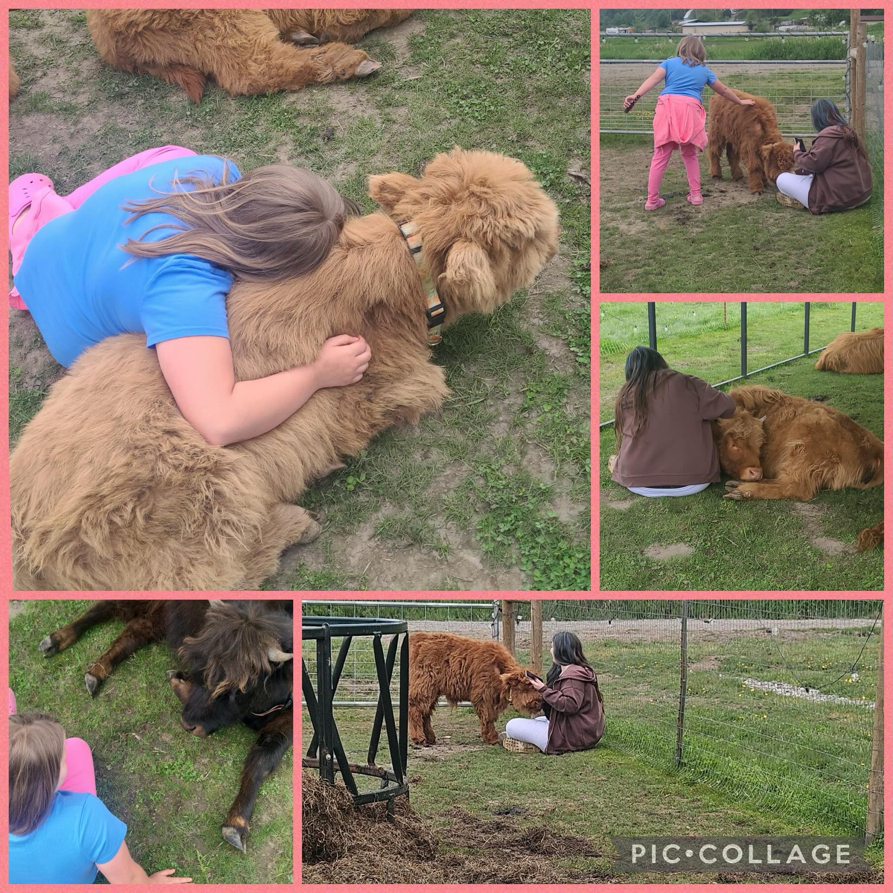 A day on the farm turned out to have something for everyone.
S had been begging to go visit a local farm with West Highland Cattle who were quite happy to be petted or even snuggled with. S loves animals!
J, on the other hand, wasn’t into animals…she prefers something with a screen and was quite reluctant to leave the house for a day away from her tablet.
But J ended up enjoying herself so much didn’t want to leave!
For J, the day held good lessons in boundaries and consent for her when petting the cows.
During the outing, J said she loves living at Bridge and spending time with our staff.
In fact, every day she’s been with us, J will say, “This is the best day ever”.
Making dreams come true and helping children discover there is more to the world than they ever thought possible…
It’s all part of the Bridge Difference!
https://bridgereceivingcenter.org/donate
And for S it truly was…snuggling West Highland Cattle was a dream come true.