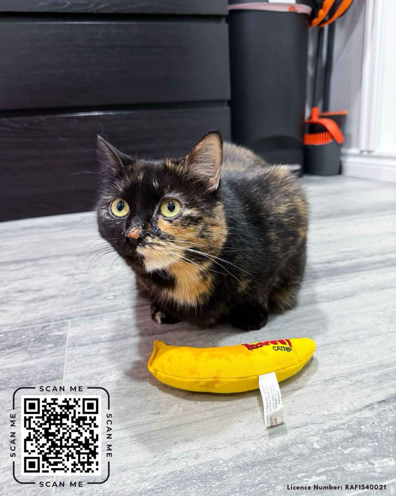Clementine would like to remind everyone in Ontario about our 50/50 fundraiser that ends TOMORROW, May 9th!
We REALLY need your help to make this fundraiser a success.
It has been a struggle because we can’t discuss it without getting restricted on Meta. As a result, the amount raised is low! Especially after we pay our fees and for the ad Meta required us to run 😩
There’s still time to join so we can spay and neuter more cats through our NEW subsidized program! Scan the QR code for your spot in our 50/50!
(We can’t post the direct link because that’ll likely automatically trigger a restriction. If anyone needs the link it’s our website which you can find below)
This program has been a long term goal of ours for 9 years and now that it’s up and running we really rely on donations to sterilize cats.
If you’re not in Ontario but still want to help? Visit our website to make a donation or shop our merch: https://www.tinybutmightykittenrescue.org/donate
Tax receipts are now automatically generated and sent by email! 💛
Thank you for helping us end the cat crisis!