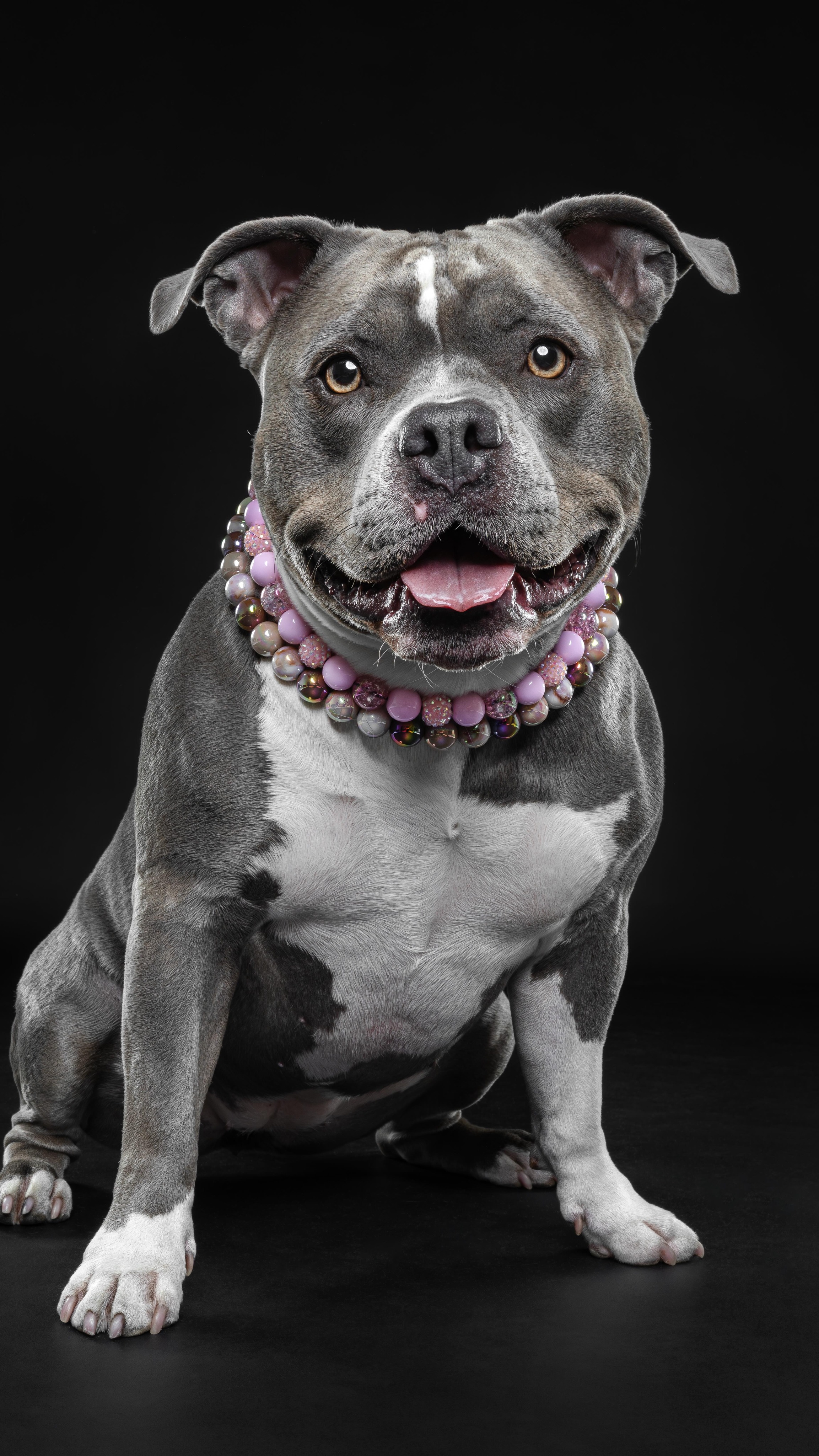 Gigi really said keep the snacks, Iโm here for the ball ๐พ
. . .
#dogphotography #portmoody #dogphotographer #dogsofinstagram #dogphotos