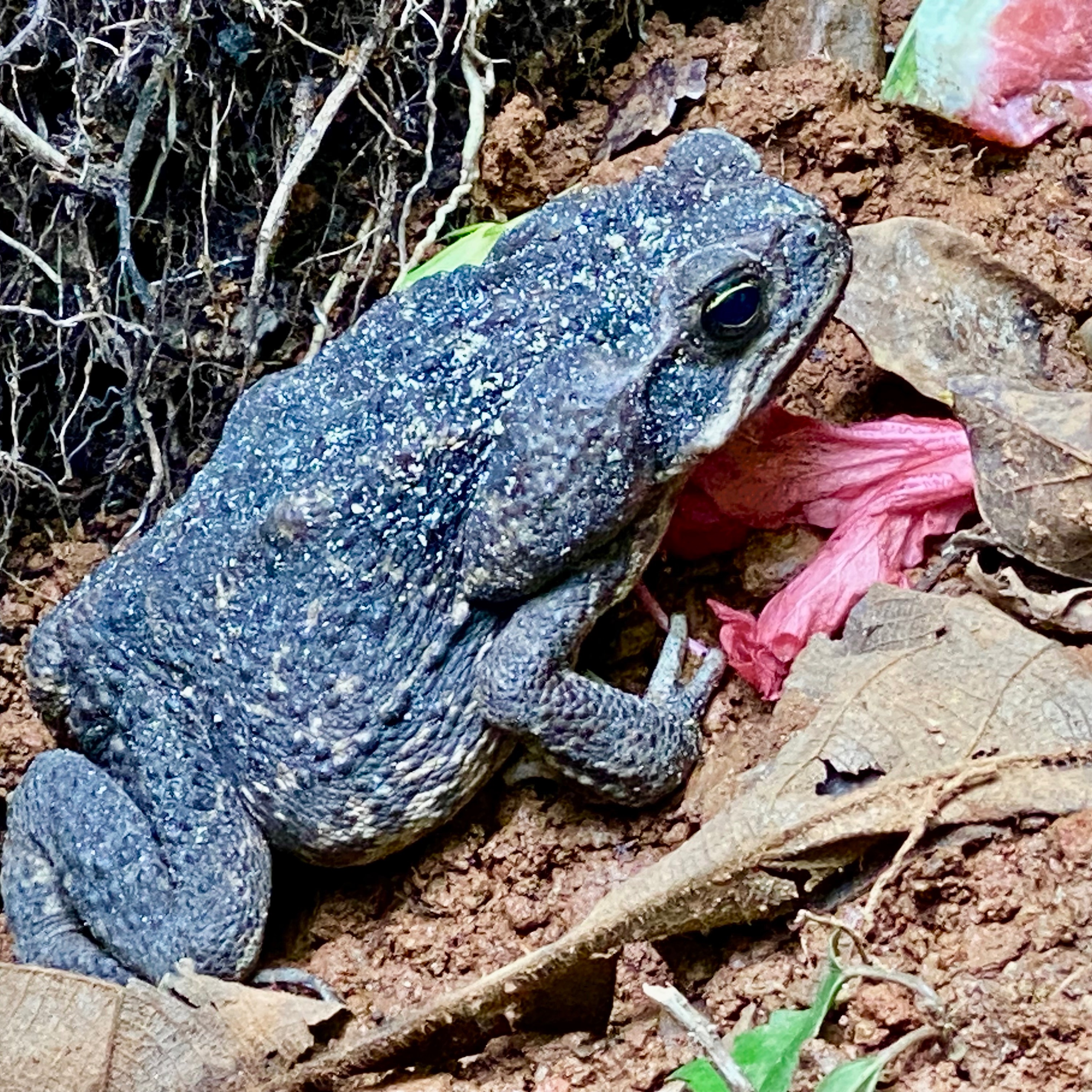Mesoamerican Cane Toad in the house! Or outside of the house anyways. The big guys and gals are back in action with the return of the wetter time of year. Growing up to 10" (25cm) and 3 lbs (1.5 kg) in size, they require a lot of bugs to fill their bellies.
They work hard all night cleaning up the floors and providing a rather large feast for their predators and fertilizer for the jungle floor. Fear not bufonophobes! They are harmless to humans that is, unless you go the Homer route. They also make the sweeping of the floors easier in the mornings.
These toads secrete a toxin from that big bulge behind their eyes that causes severe problems to the cardiac and nervous systems of their predators except for those birds, snakes, and mammals impervious to its effects.
#Morrillo #AdventureTraveler #AdventurePanama #PanamaCulture #PanamaLife #PanamaWildlife #ConservationTraveller
#PanamaWildlifeConservation
#TravelBetter #EcoLodges #EcoLodge #EcoTravel
#SustainableTravels #EcoTourGuide
#AdventureTravelers #AdventureTraveller #AdventureTraveling
#AdventureTravelFamily #AdventureTravelFamily #FamilyTravelAdventures #FamilyTravelAdventure #AdventurePanama