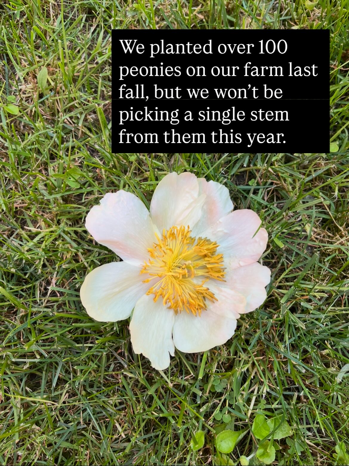 We planted over 100 peonies on our farm last fall, but we won’t be picking a single stem from them this year. Here’s why:
Remember learning about photosynthesis in school? Plants perform photosynthesis in their leaves and stems. This gives them energy they need to grow and establish!
When picking stems for cut flowers, farmers cut deep into the plant in order to get the longest stem length possible for bouquets. But cutting long stems means less leaves for plants to do photosynthesis.
Flower farmers typically wait a few years before harvesting peony stems so the plant has time to do lots of photosynthesis and store lots of energy. This means the plant will be happier, larger, and healthier in the long run!
It’s also common for flower farmers to remove peony flowers from the plant for the first year or two, so that the plant puts less energy into making the flowers that will eventually form seeds. This means it could be years before farmers even see a flower on their plants!
So remember, if you have a newly planted peony in your garden, try to refrain from bringing the flowers indoors for the first few years. Or, if you must, then just cut shorty stems, like this one!