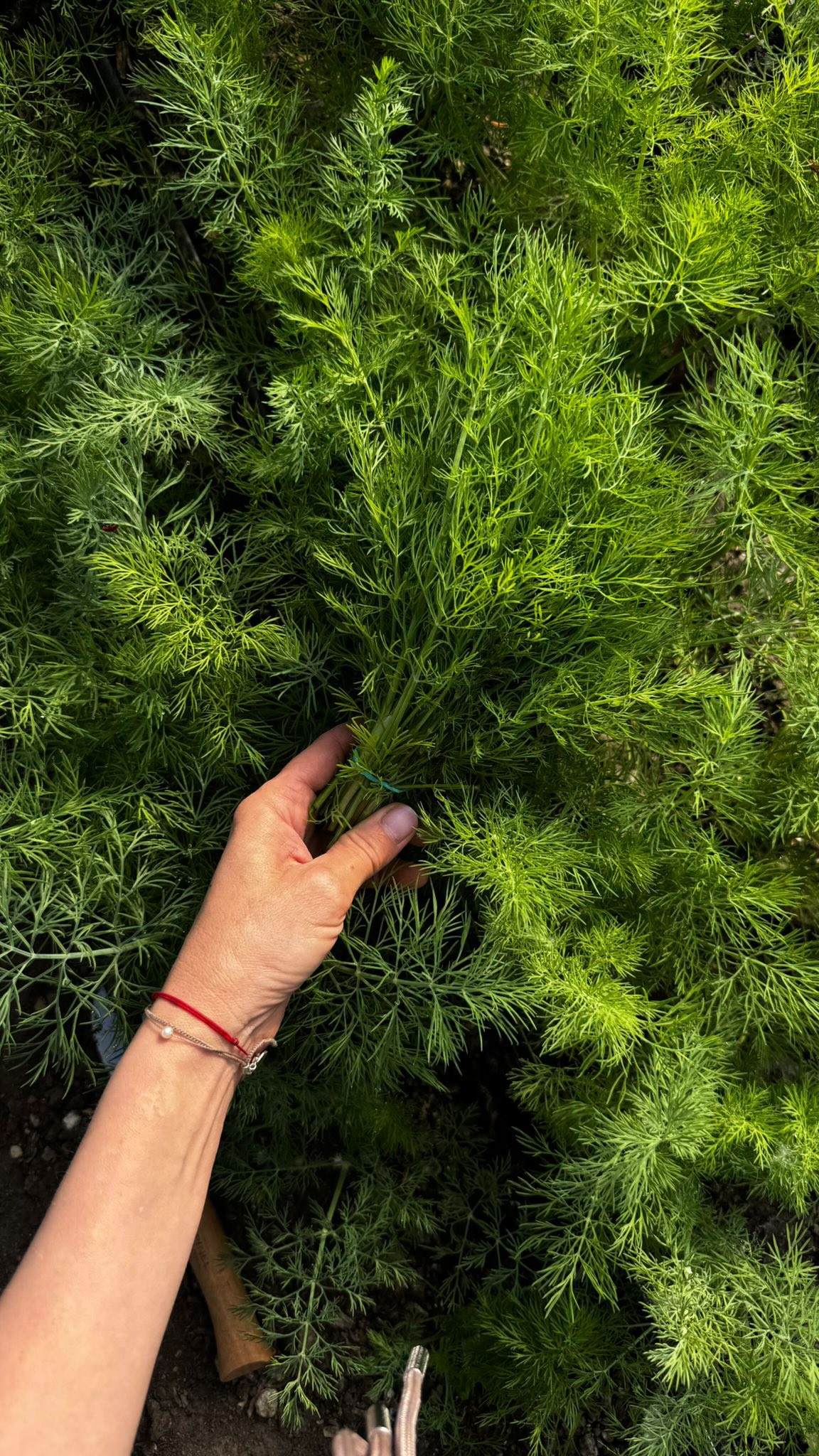 🌿 Dajte kôpru šancu aj mimo zaváracej sezóny!
Vaše chuťové poháriky (aj trávenie) vám poďakujú.
Mnohí ho vnímajú len ako „vôňu uhoriek“, ale kôpor je v kuchyni skutočný chameleón. Okrem skvelej chuti je to malý zázrak pre brucho – pomáha s trávením a odbúrava pocit ťažoby po jedle.
Práve teraz vrcholí sezóna kôpru aj mladého kalerábu. Táto kombinácia je absolútny game-changer!
Na tento osviežujúci šalát potrebujete:
Kaleráb – čerstvý a chrumkavý (nastrúhaný na jemné rezance).
Kôpor – poriadna hrsť nasekaná nadrobno – kvapka citrónu, kvalitný olivový olej a štipka soli.
✨ Tip pre krémovú verziu: Pridajte lyžicu hustého bieleho jogurtu.
Výsledok? Neuveriteľne ľahký, šťavnatý a fit šalát, ktorý sa hodí ku grilovačke aj ako rýchla desiata. Kaleráb dodá sladkosť, kôpor sa postará o vôňu a vy máte hotovo za 5 minút.
Prajeme dobrú chuť.👩🌾👨🌾
#dreamfarm #dill #organic