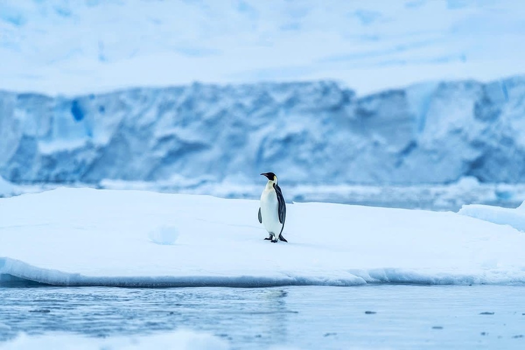 Spread across almost 5.4 million square miles and experiencing very low rainfall, Antarctica is the largest desert in the world. In January 2028, Le Commandant Charcot will attempt to circumnavigate it.
Join this expedition on board for 61-nights of elemental, immersive, and transformative polar exploration.
Contact me today to learn more.
📸©Studio PONANT - Ophélie Bleunven, Clement Louineau
📸©PONANT - JC Pieri