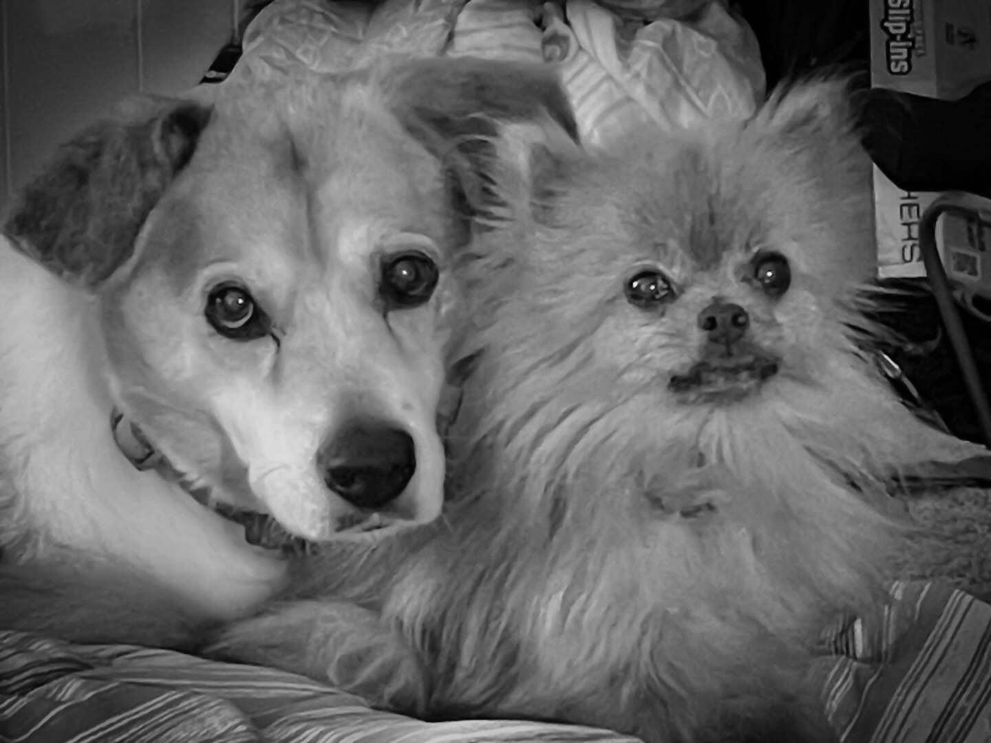 Lulu and Lily are back together, tonight. 🌈🐶🦊