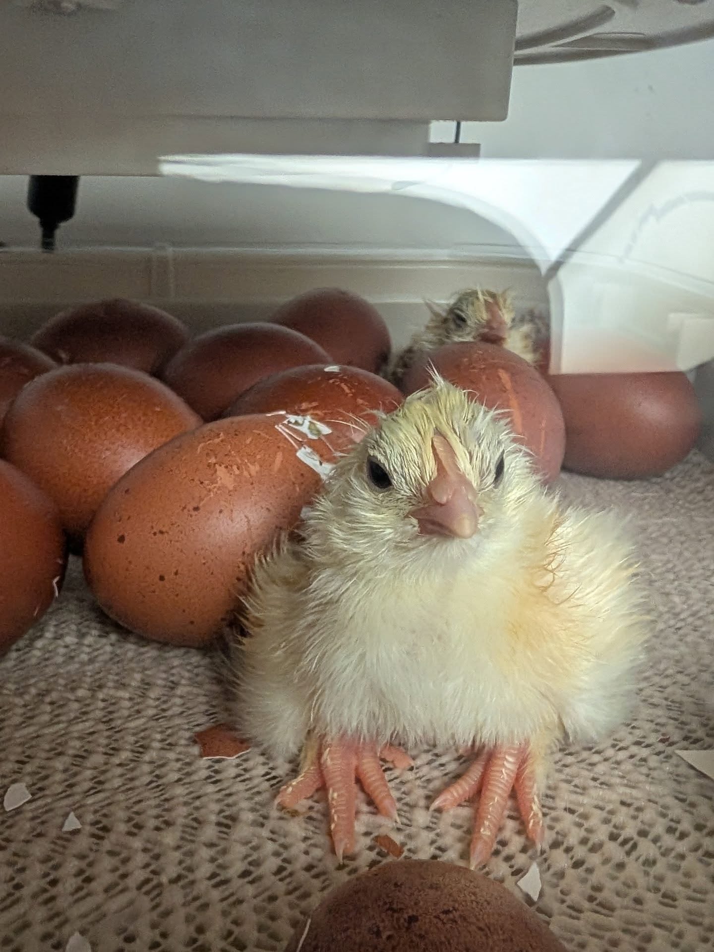My little wheaten Marans from Kelowna area are officially hatching! I'm so excited to add these little cuties to my Evergreen Egger pen next year 💕