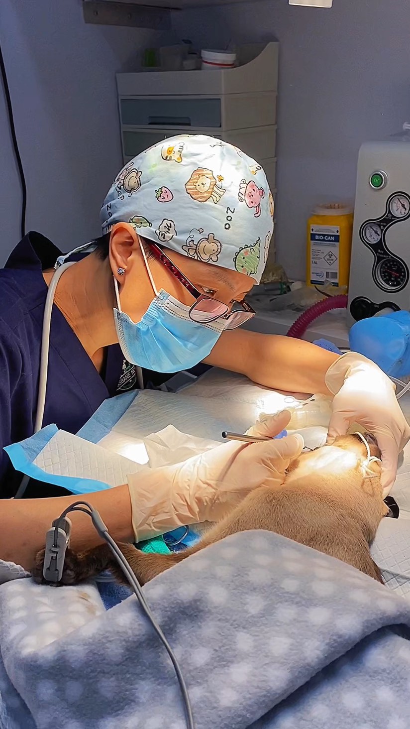 We are your local mobile vet that also provides in-clinic veterinary services. ๐๐ฅ
For more information see ๐๐ปwww.bnmv.com.au or call us on 1300 308 309