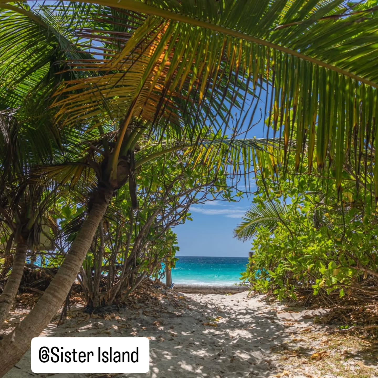 Sister Coco and Felicite Island Hoping Loyalty_charter_seychelles 🇸🇨
Visiting Praslin Island during your vacation while in Seychelles 🏝
Adventures to Sister Coco and Felicite Islands .
Snorkeling at Coco and Felicite Islands a must do activities to include in your bucket list.
Embark on a Fullday boat trip with Loyalty Charter and be part of our next adventures
Visit our website 🌐 www.loyaltycharter.com
WhatsApp us 📞+2482583666 / +2482525707