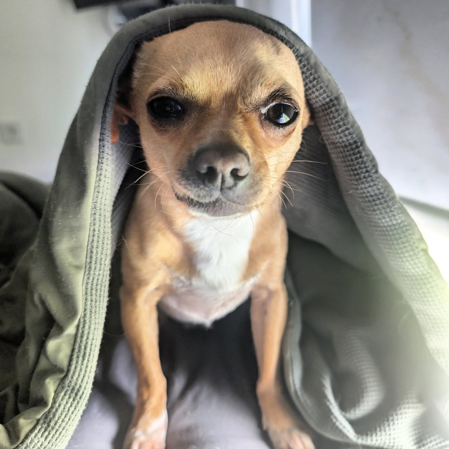 Möge die Macht mit dir sein. 💪
#funny #dog #metimö #lebenaufdemglücklichhof
www.metimoe.com