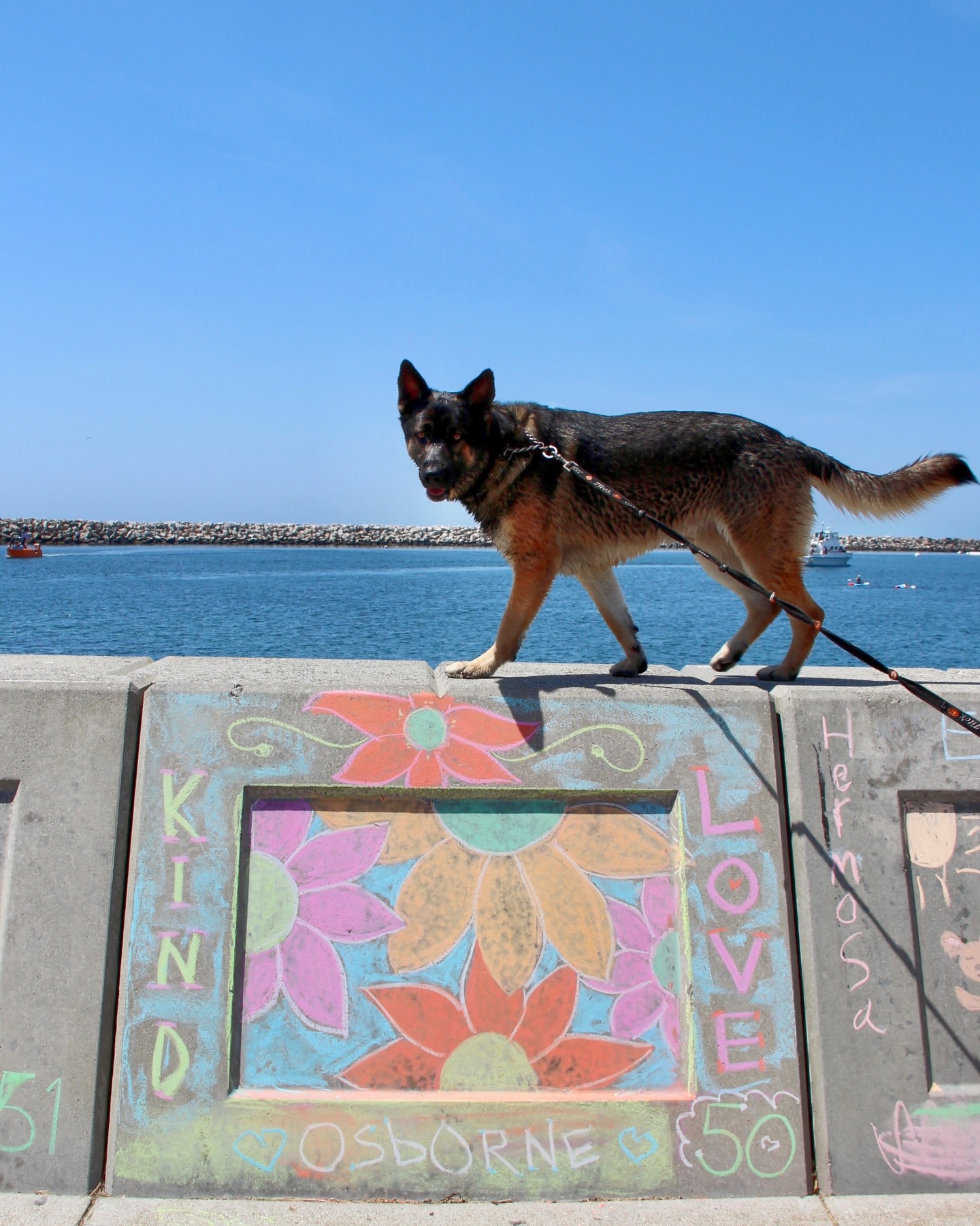 Just a beach bum pup living his best life at King Harbor. 🐕☀️ #visitkingharbor