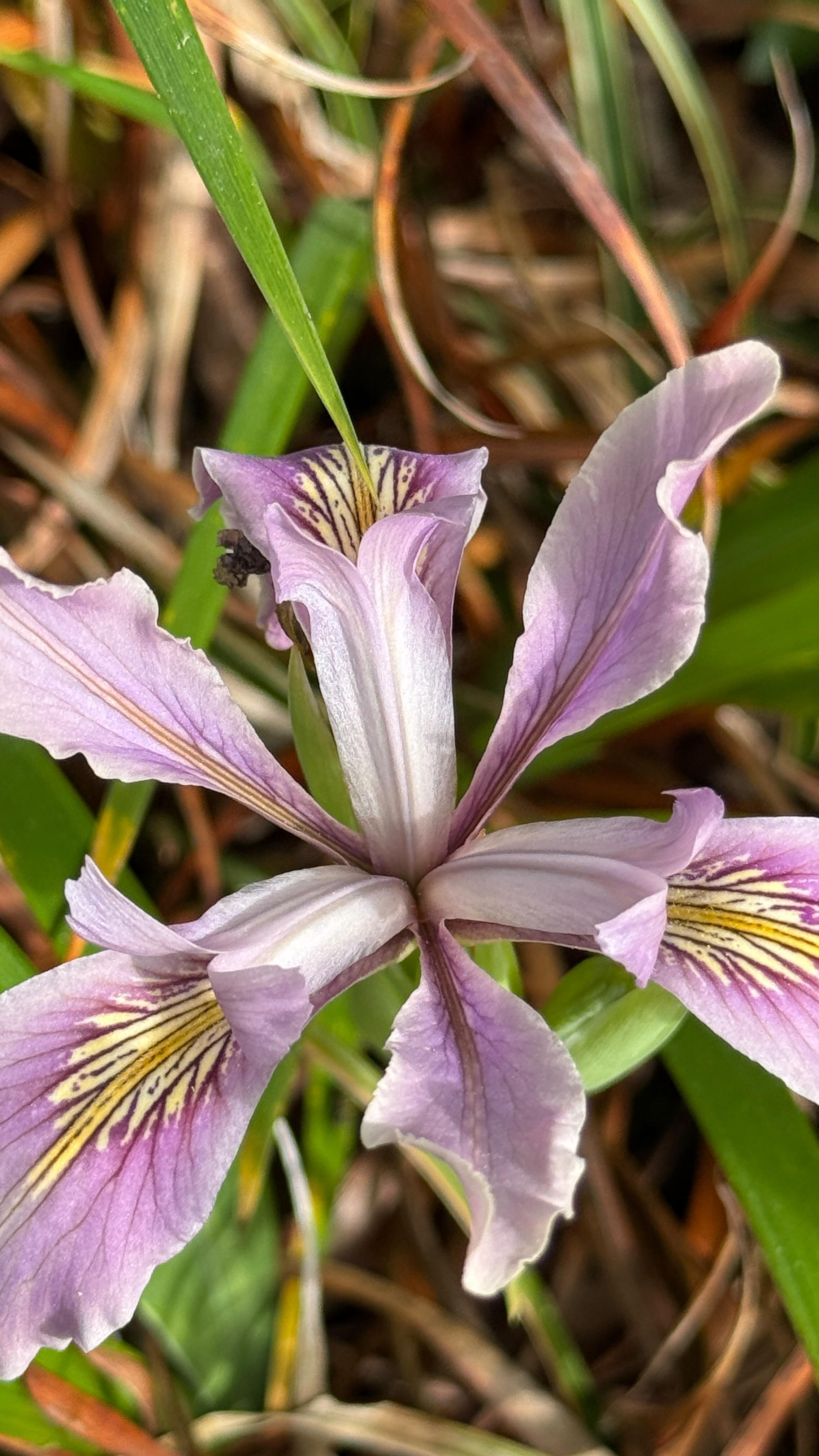 🌿📸 Celebrate the beauty and benefits of public gardens during Go Public Gardens Days, happening May 8–17! Organized by the American Public Gardens Association, this annual event encourages everyone to visit, appreciate, and support public gardens, arboretums, and zoos.
Join the 10-day Photo Scavenger Hunt and see what natural treasures you can find!
Photo Scavenger Hunt Themes:
May 8: National Iris Day 💜
May 9: Find a pollinator 🐝
May 10: Look for a flowering plant 🌼
May 11: Find a bird or nest 🪺
May 12: Find a pond or creek 💧
May 13: National Tulip Day 🌷
May 14: Find a different pollinator 🐞
May 15: National Hug a Tree Day 🌳
May 16: Look for native wildlife 🦌
Visit your favorite garden, snap some photos, and share them using #GoPublicGardensDays and #GoPublicGardens while tagging @americanpublicgardens.
And if your scavenger hunt adventures take you to Mendocino Coast Botanical Gardens, be sure to tag us too so we can see what you discover at our coastal gem! 🌊🌸