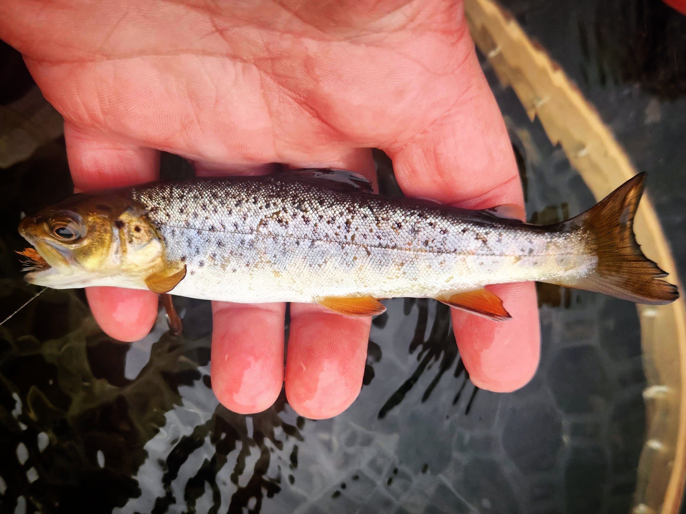 The first post in a series recapping my first steps back into trout fishing, where I catch fish by pure luck and realize that I have to learn some fundamentals before I could focus on indicator nymphing.
#fishing #flyfishing #flytying #trout #troutfishing