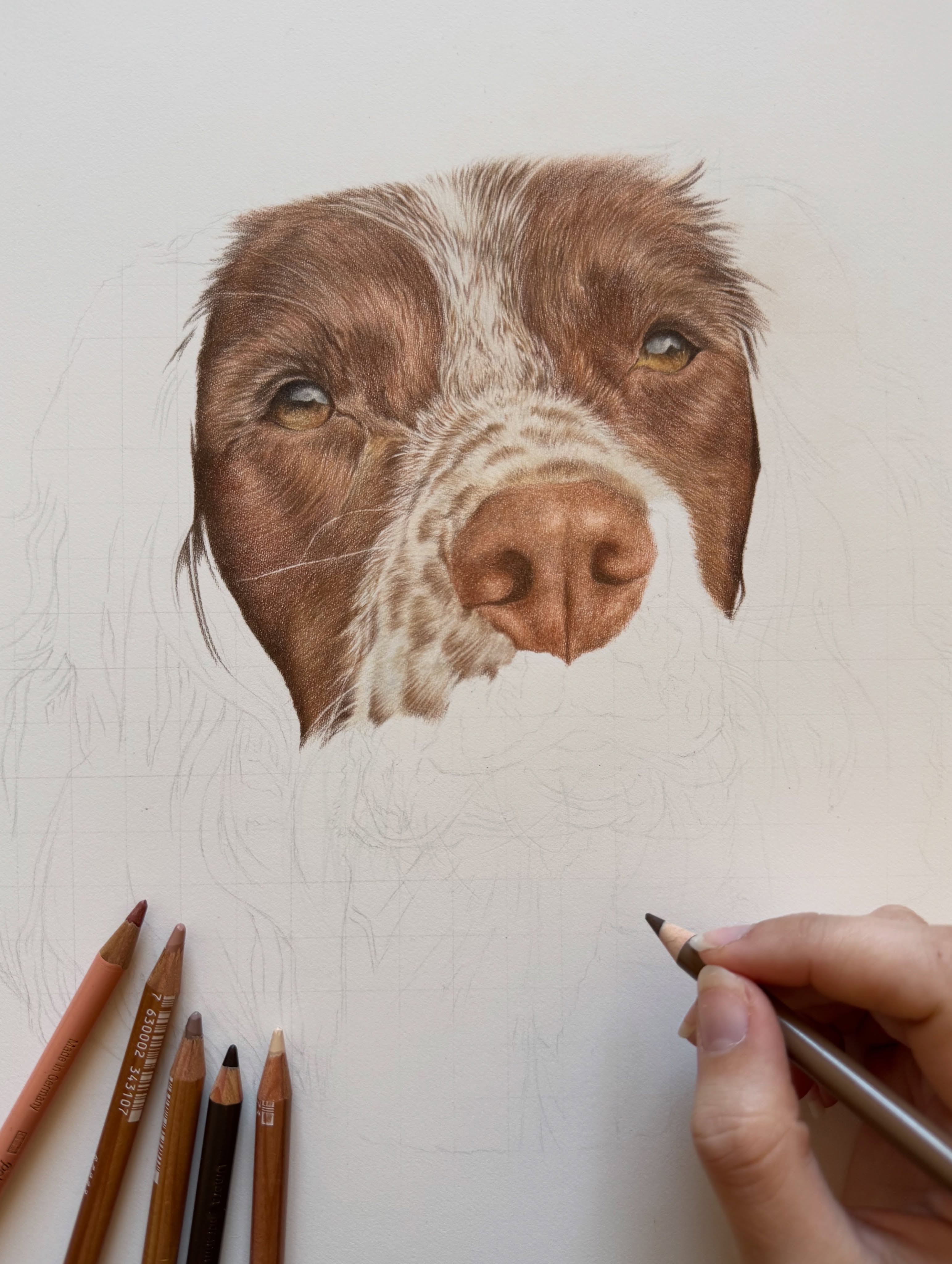 Working on a portrait for the beautiful Fern, a 1 year old springer spaniel 🤎