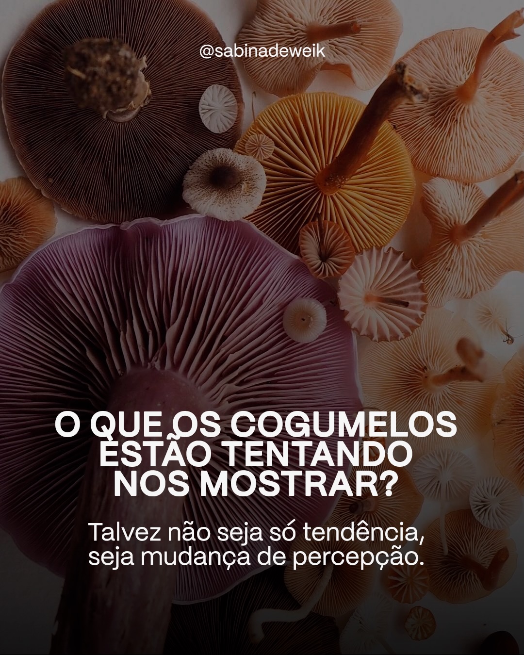 Durante milênios, colocamos o ser humano no centro de tudo.
A maior inteligência. O ponto de referência do mundo. Mas e se essa sempre foi a pergunta errada?
🍄 Os cogumelos estão emergindo, na moda, na ciência, no wellness. E existe algo tentador em tratá-los como tendência, como estética, como funcionalidade.
Mas o que eles representam vai muito além disso. Sob nossos pés, existe uma rede com bilhões de conexões que nutre florestas inteiras, transporta informação, reconhece ameaças e age de forma coordenada, sem cérebro, sem linguagem, sem nenhum dos sistemas que consideramos necessários para “ser inteligente”.
Então, o que muda quando paramos de perguntar “isso é inteligente como nós?” e começamos a perguntar “que tipo de inteligência isso é?”
E se ampliar o nosso olhar for menos sobre descobrir algo novo e mais sobre prestar atenção para enxergar o que sempre esteve aqui? Vamos conversar aqui nos comentários! 👇🏻
#SabinaDeweik #consciencia #cogumelos