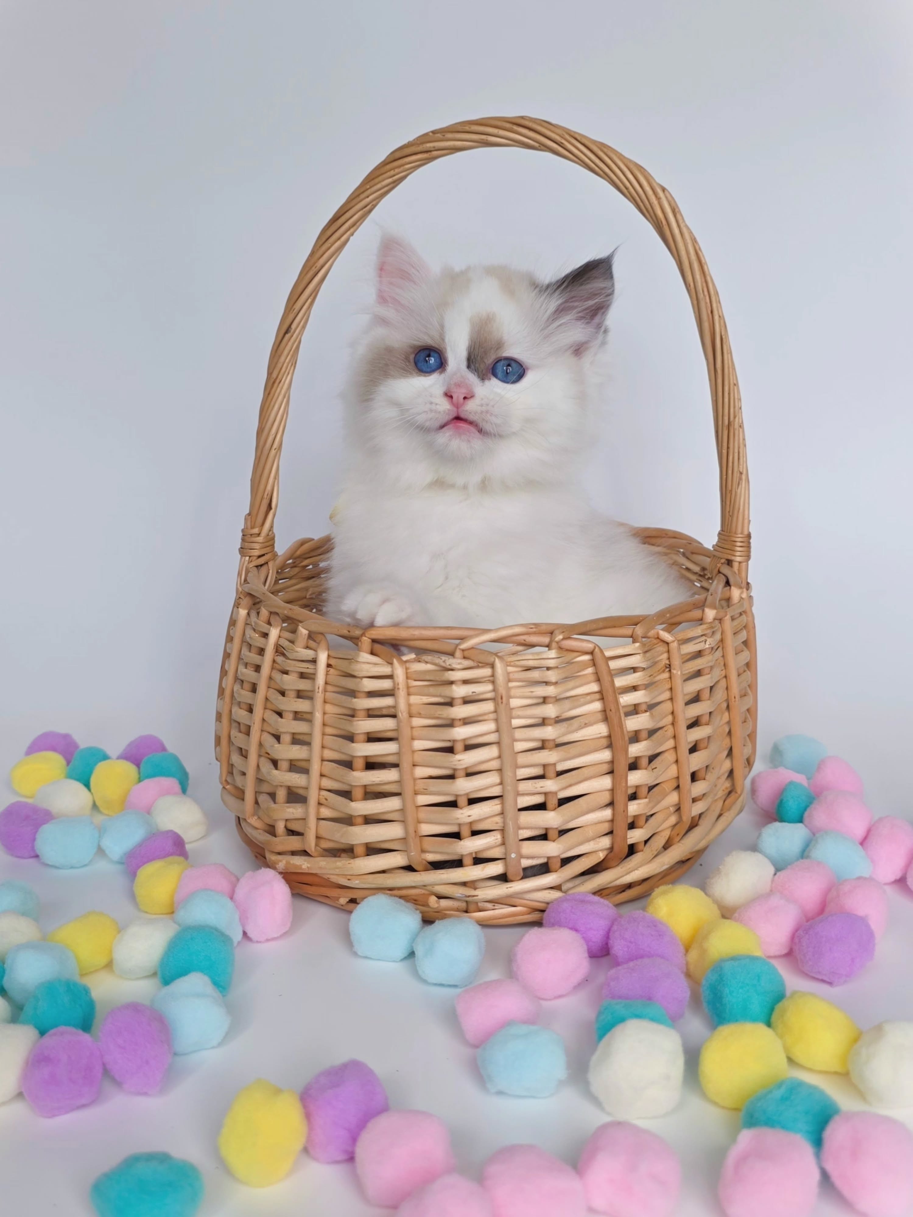 Meet our Eclipse, cutest little baby with big blue eyes and loving heart! He is looking for his forever home and will be available for adoption at the end of May!
Www.classicdollragdolls.com
#ragdollsflorida #kittensofflorida #kittenforadoption #ragdollkittensofinstagram