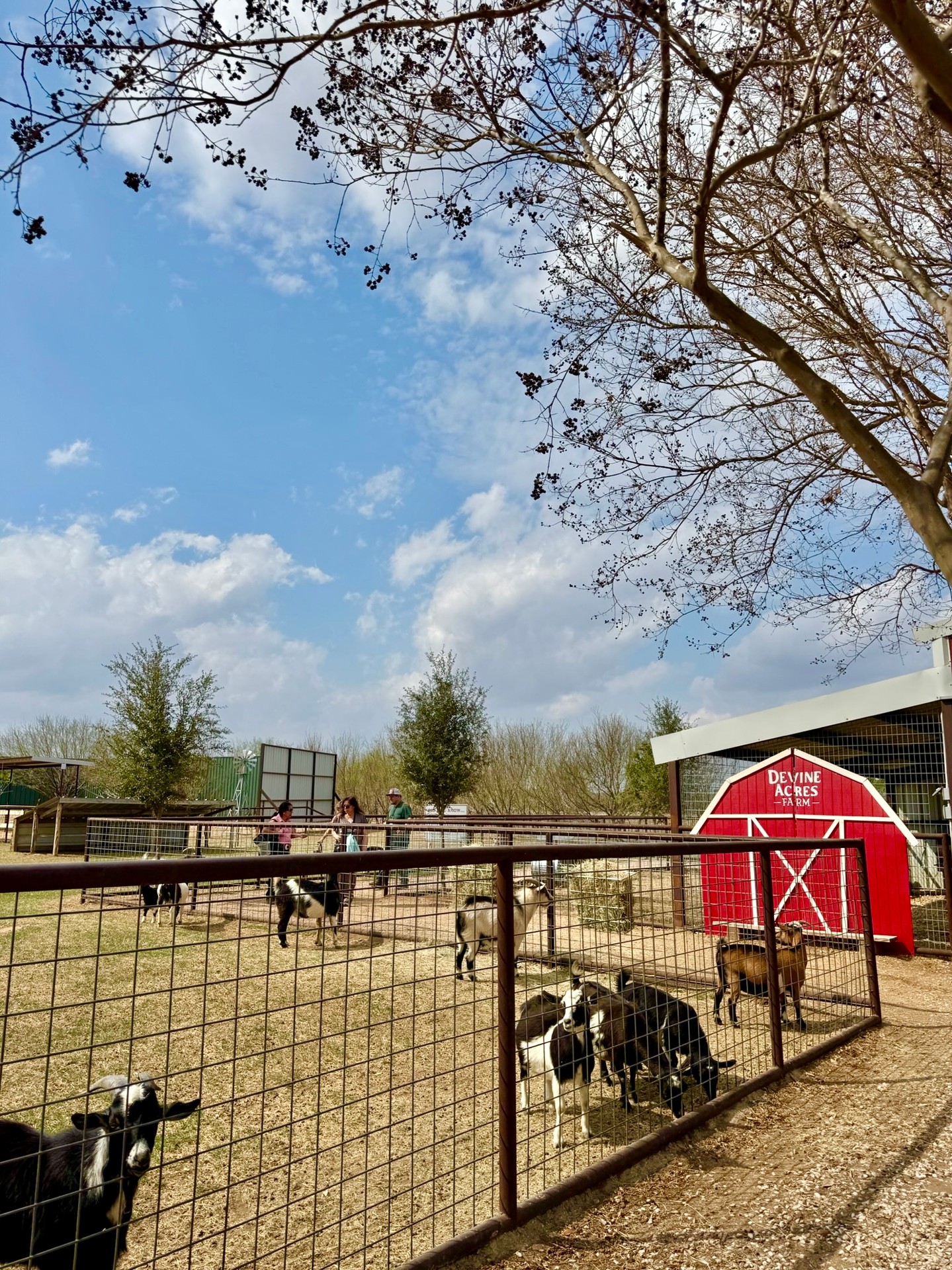 HOMESCHOOL DAY IS TOMORROW! 🌱🔎🐮 Come on out and join us at Devine Acres Farm for our Spring Homeschool Day tomorrow, May 12th. Enjoy educational rotations at your own pace 🐣🎵🚜, followed by lunch 🥪 (bring your own or $10 for sandwich & chip combos), and then an afternoon of play! 🤸♂️🛝
☀️ Weather for tomorrow looks GREAT! The farm is nice & green, and our grounds are ready for y'all!
🎟️ General Admission required for ages 3 & above (tickets sold at the gate only)!
🕙 10am-2pm (ticket sales open at 9am)
📍 944 FM 2200 W Devine, TX