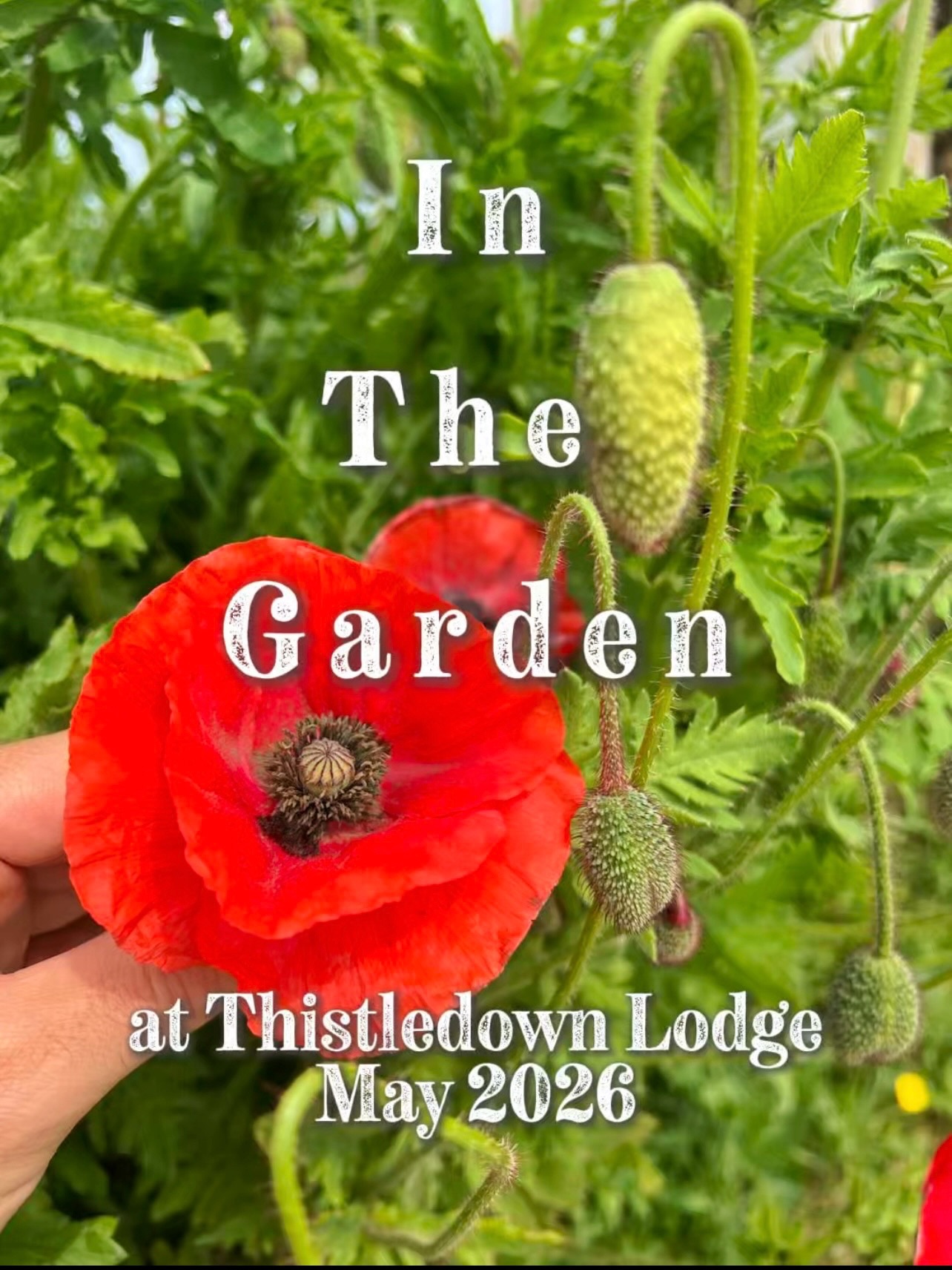 It’s May and our garden feels alive once again 🌸 Let’s see what’s blossoming this month …
•
1. Burgundy Glow
2. Giant Viper’s-bugloss
3. Calls Lilly
4. Irish Saxifrage
5. Lilac Ballerina Red
•
#thistledownlodge
#irishgarden
#bedandbreakfastireland
#hookpeninsula
#fethardonsea
