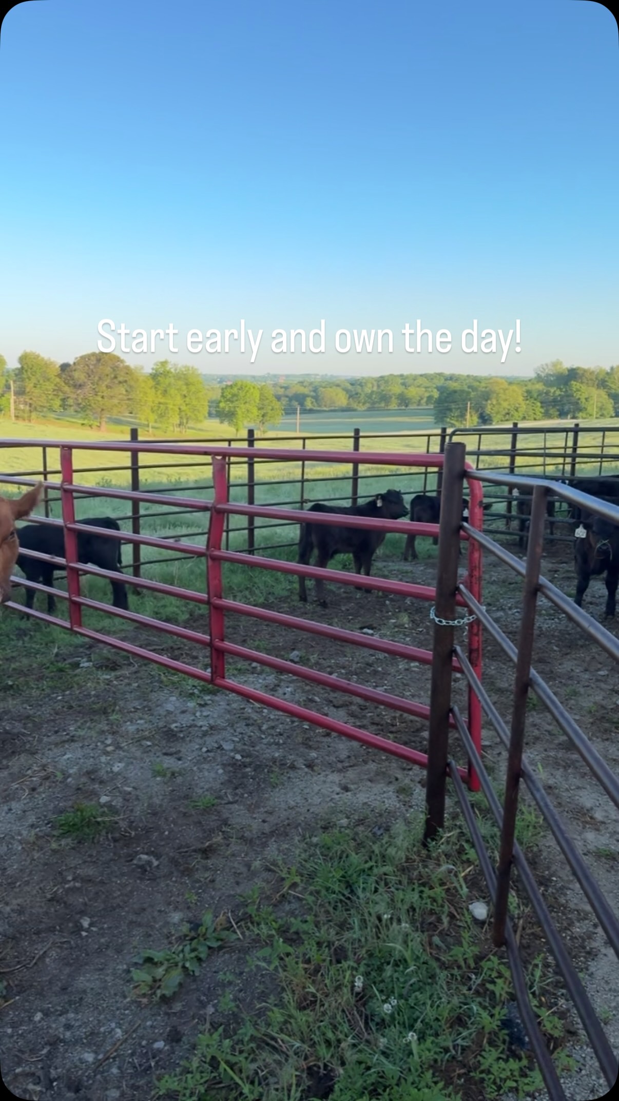 Pasture turn out day! #Ranchin #cattleranch #cattle #beef #farmlife