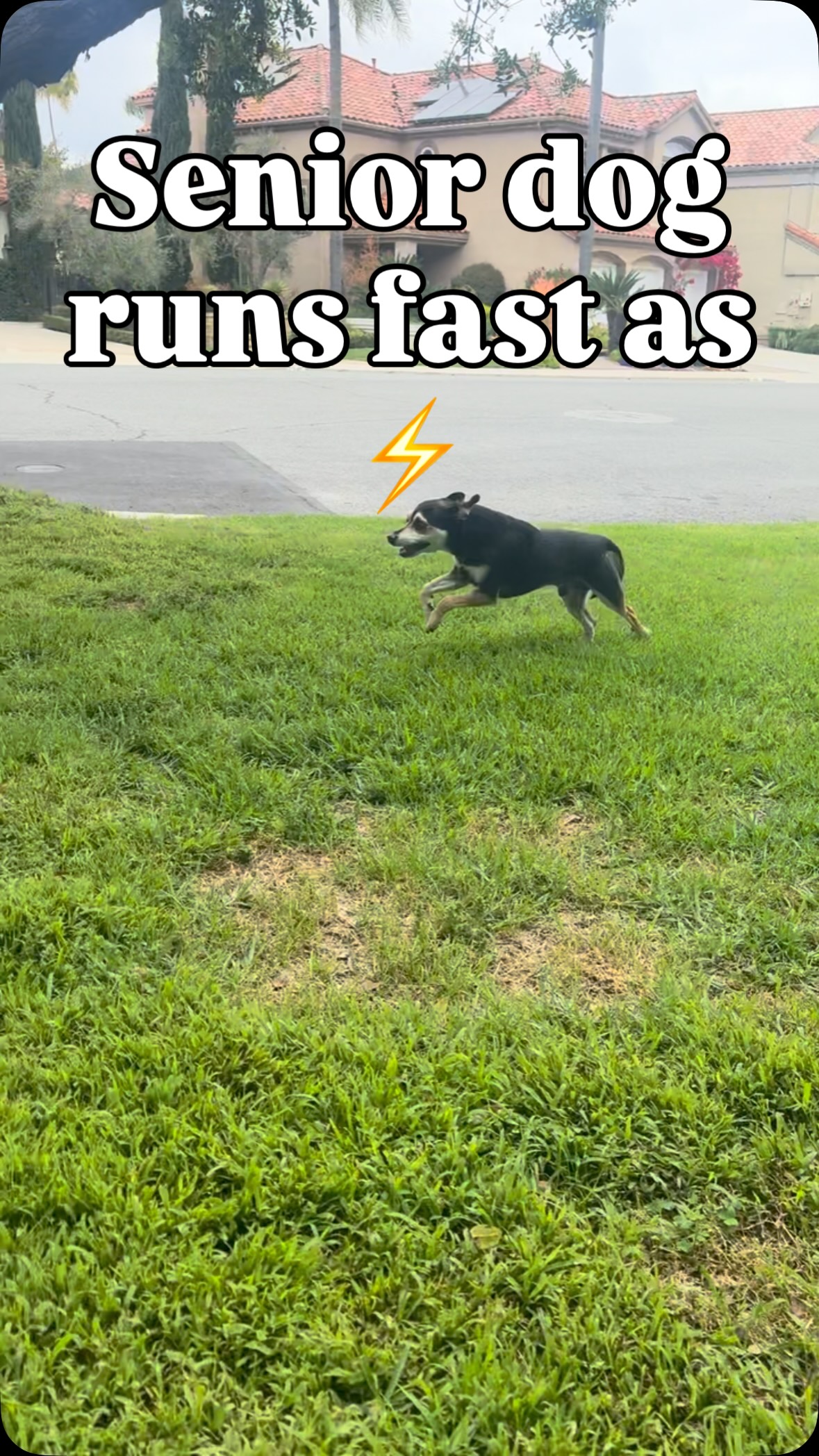 This is how my senior dog runs like this!
Try some of their products for Pet Day on Amazon
#justfoodfordogs #ifeedjffd #seniordog #dogs
#JFFDAmazonPetDay
