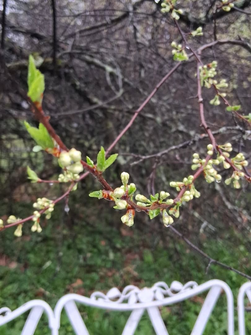 The 💚blackthorns💚 are about to burst into bloom! It's fleeting, but the scent is heavenly and fills the whole garden and it attracts all the bees & bugs, big & small!
#maine #vegan #homestead #blackthorn #springblooms