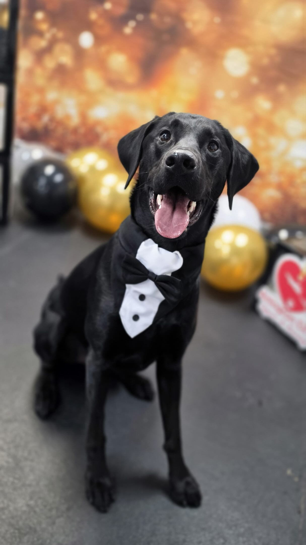 Prom pictures from last week are ready! Thank you so much for everyone who brought your pup for daycare or boarding to make this possible! Yes we are that auntie that take those pictures of your dog 🐶
Places to board your dog at Arlington Texas and DFW