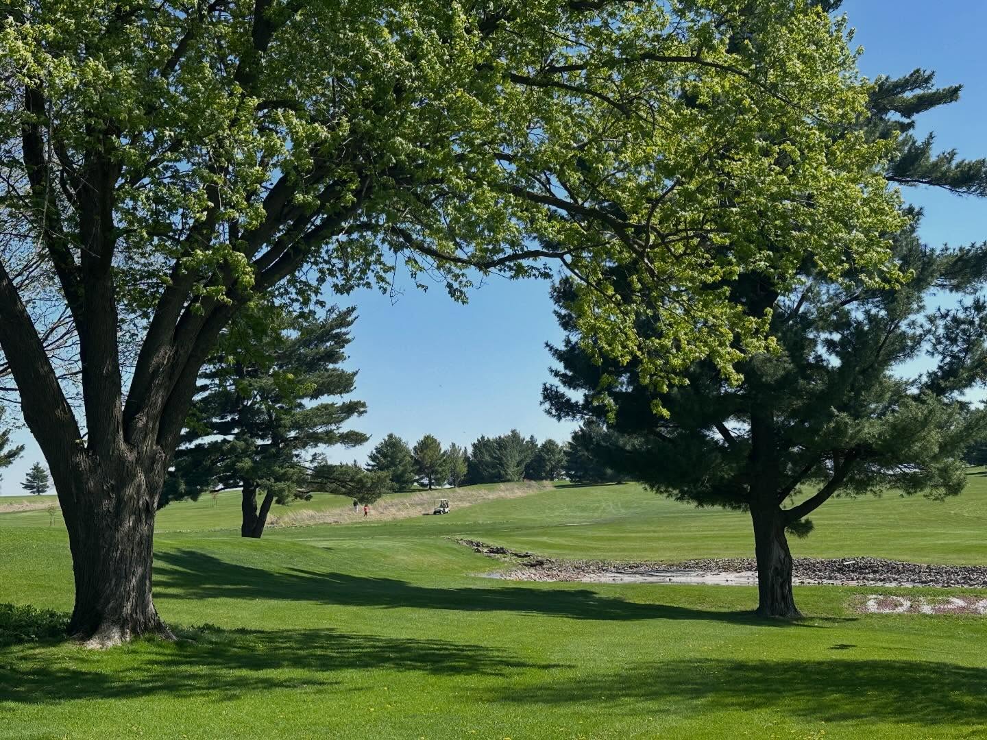 If you look closely, you’ll spot a wild adult male foraging for an elusive golf ball in the tall grasses. It is important not to disturb the adult male while foraging as they are usually equipped with metal poles and prone to wild and erratic gestures.
