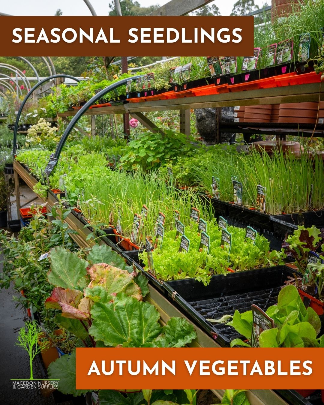 Autumn is genuinely one of the better times to get a vegetable garden going in the Macedon Ranges. The soil is still holding warmth from summer, which gives cool-season seedlings a head start before the ground cools through winter.
The seedling range at Macedon Nursery & Garden Supplies right now includes lettuce, leek, Brussels sprouts, cauliflower, radicchio, rhubarb, chives and beetroot. These varieties are well suited to the cooler conditions here and will establish through autumn for harvesting into winter and spring.
#macedonnursery #autumnvegetables #vegetablegarden