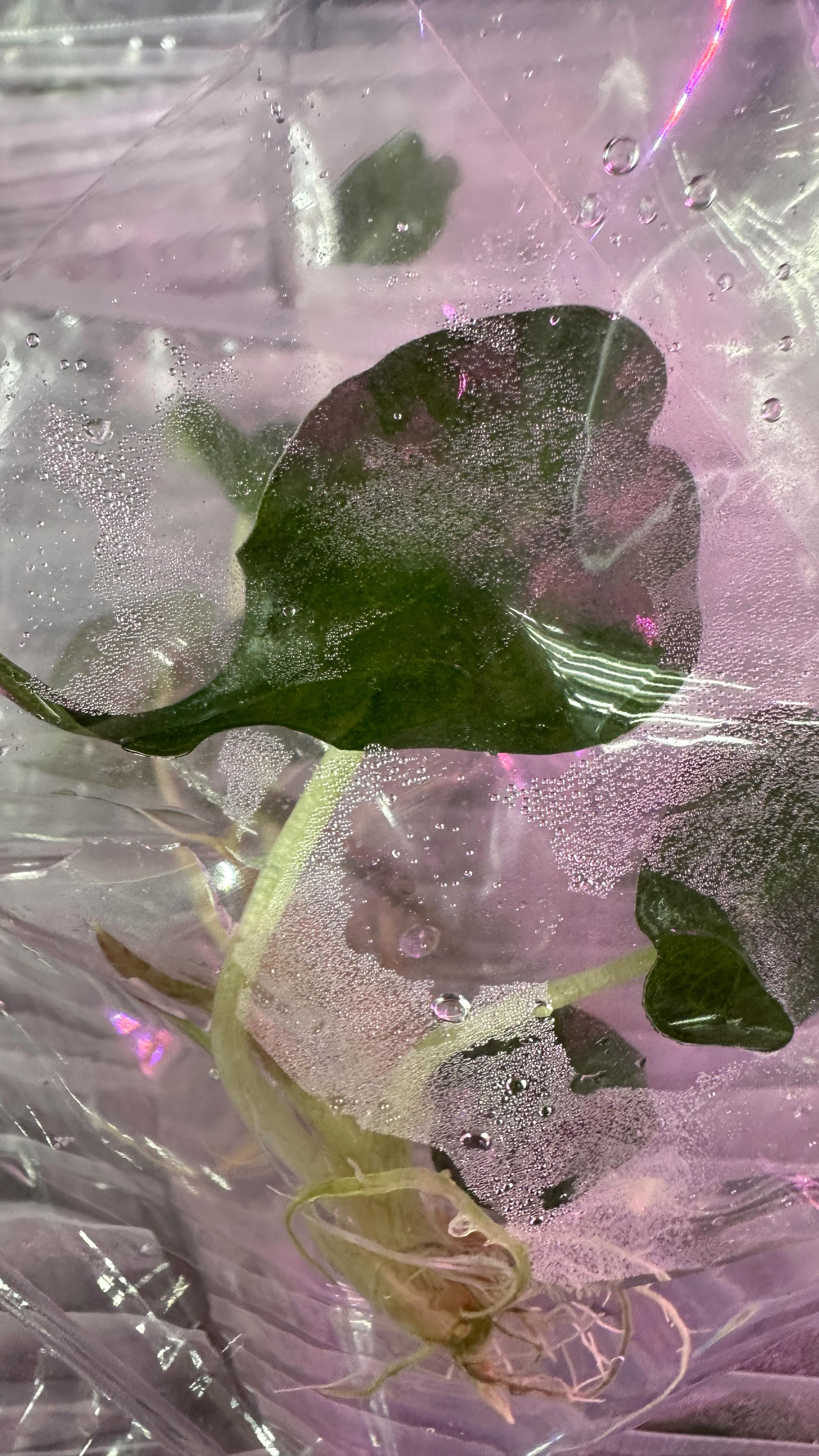 Our last big batch of Alocasia Venoms up for grabs at a very special clearance price, while we make way for the other rare breeds coming soon for this year. Sale will not be repeated.
#alocasiavenom #cleanculture #tissueculturelab #readytoship #rareplantstissueculture