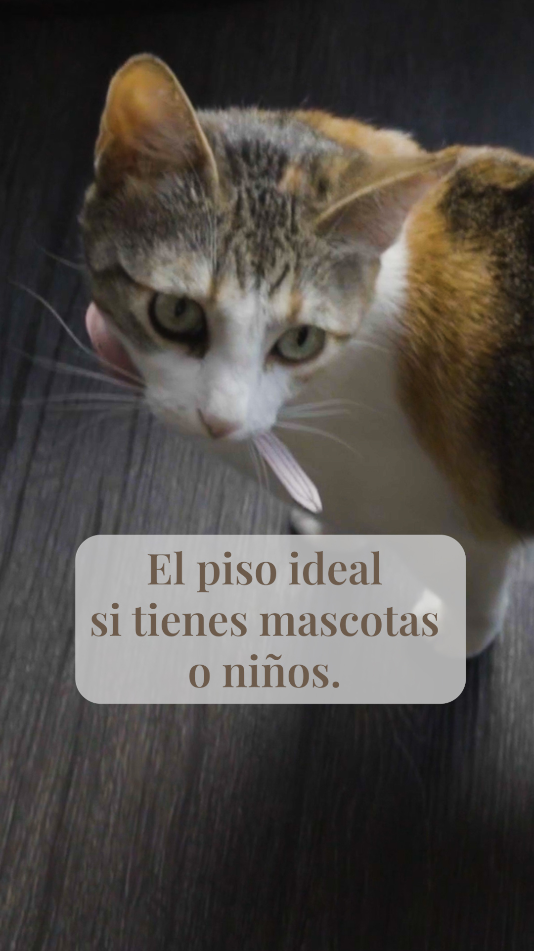 Si tienes mascotas o hijos, esto te interesa…🐶👶
El piso vinílico se ha vuelto una de las opciones más prácticas para interiores.
Es resistente al agua, lo que lo hace ideal para áreas de uso diario.
También soporta mejor las ralladuras, algo importante si tienes mascotas o hijos.🐾🐕👧
Además, es cómodo al caminar y ayuda a reducir el ruido.
Hay muchos diseños, desde tonos tipo madera hasta acabados más modernos, por lo que se adapta fácilmente a diferentes estilos.
¿Quieres saber más?
📲 Envíanos un mensaje al 442 592 6041 por WhatsApp o agenda una visita para asesorarte.
#casadecoración #pisovinílico #Mascotas #interiorismo #Acabados