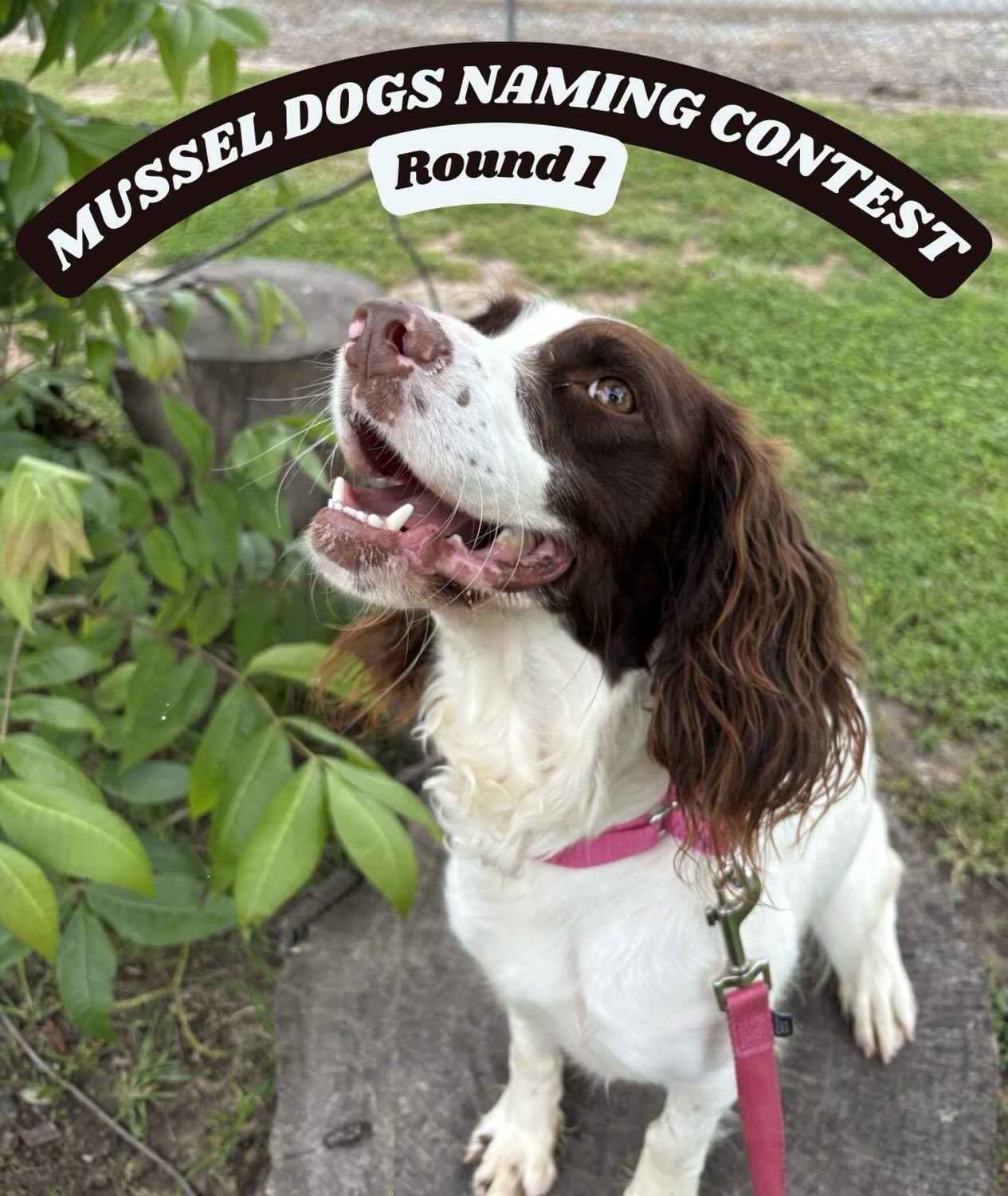 🐾 VOTING ROUND #1 🐾
Thank you everyone for all of your creative name ideas! Here are the top 16 for you to vote on.
Please pick your favorite TWO and comment them below!
1. Coral
2. Rio
3. Misty
4. Brook
5. Tule
6. Pebbles
7. River
8. Rain
9. Sailor
10. Buoy
11. Shrimp
12. Loko
13. Marina
14. Tetra
15. (Water) Lilly
16. Shelly
🐶 Each round of voting will be open for 24 hours. Check back in soon for the next round! 🐶