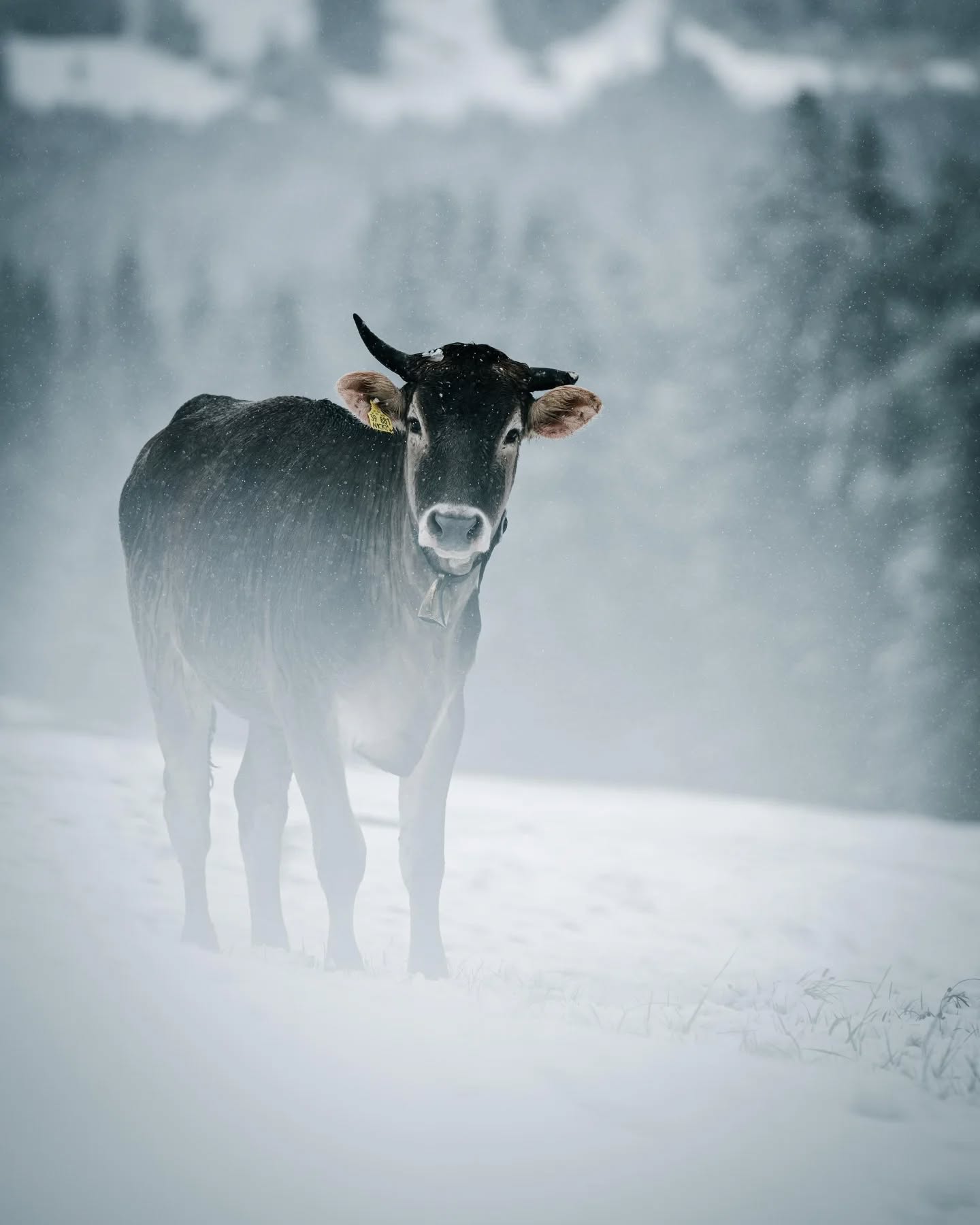 Und nochmal Schnee... Wir sind ja schon einiges gewohnt inzwischen, aber Rinder auf geschlossener Schneedecke hatten wir auch noch nicht. Seit letzter Woche sind nun die ersten Rinder bei uns auf der Alpe und haben heute Morgen ebenso bedröppelt dreingeschaut wie wir, als alles weiß war.
Zum Glück kam aber noch im Lauf des Vormittags die Sonne zurück und hat den Schnee rasch wieder beseitigt, sodass nun alle Tiere wieder auf grünem Untergrund stehen.
Der Stall ist aber zur Not auch einsatzbereit, sodass wir im Ernstfall auch alle Tiere einstallen könnten. Denn laut Wetterprognose bleibt es erstmal durchwachsen.
Unsere Gaststube ist aber gut geheizt und wir werden in dieser Woche sowohl am Feiertag, als auch am Wochenende unabhängig vom Wetter freilich für euch da sein!
Euer Sonnhalde-Team
#oberstaufen #allgäu #steibis #allgäuliebe #imbergbahn_und_huendlebahn