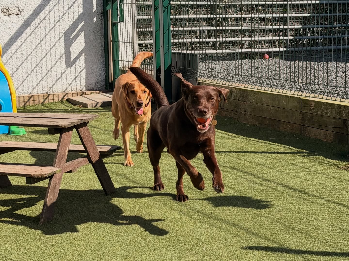 Happy Monday from the chaos committee 🤣☀️
The dogs arrived like they’d all collectively downed a double espresso on the school run 🤣
Absolute scenes at Camp this morning zoomies, barky conversations, chasing pals and demanding snacks like tiny furry union reps and we wouldn’t have it any other way 🥰🐾