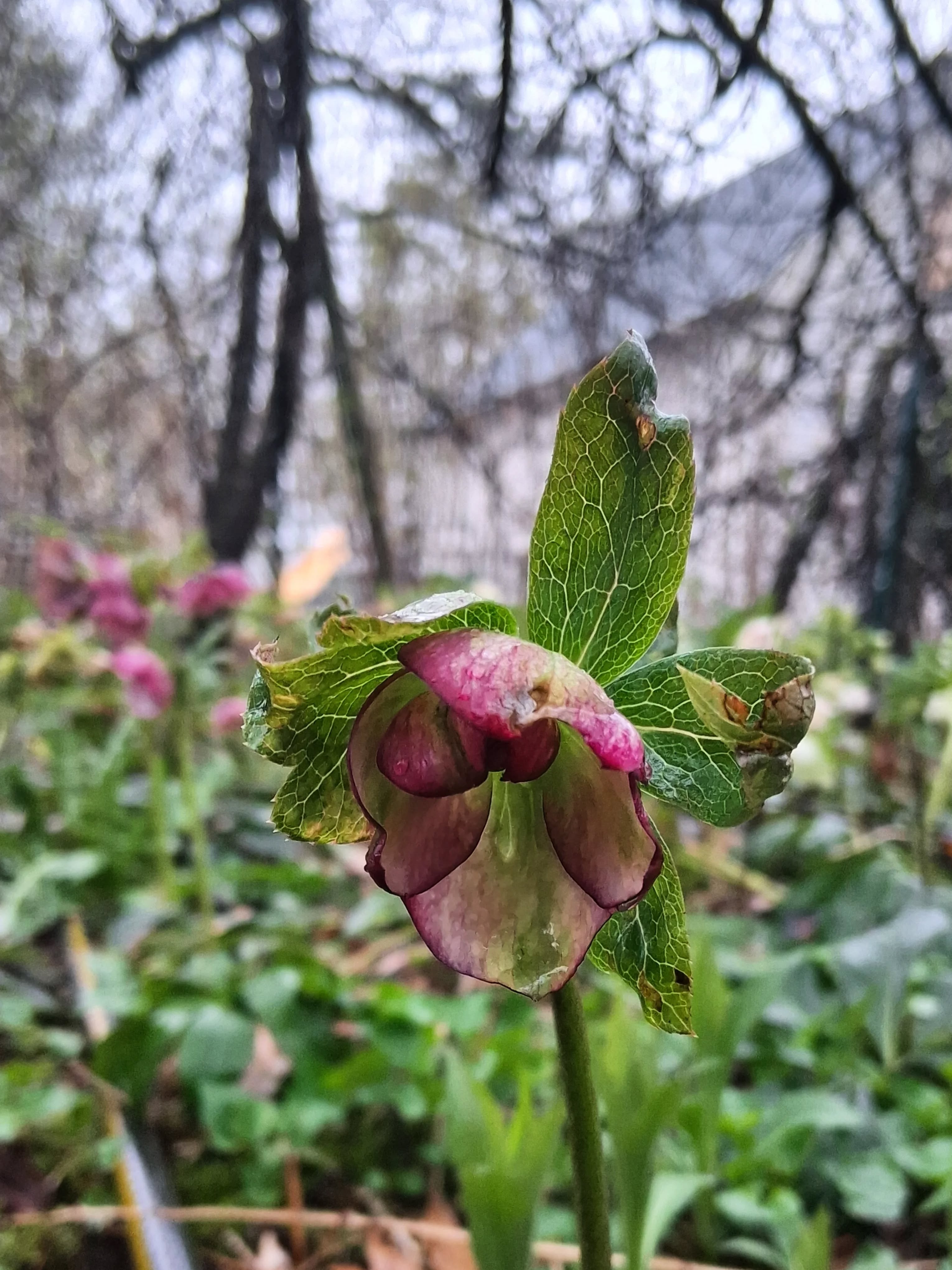 💕More hellebores because I just can't resist!! 💕
All were originally sourced from @pineknotfarms
#hellebores #flowerfarm #cutflowers #maine #perennials