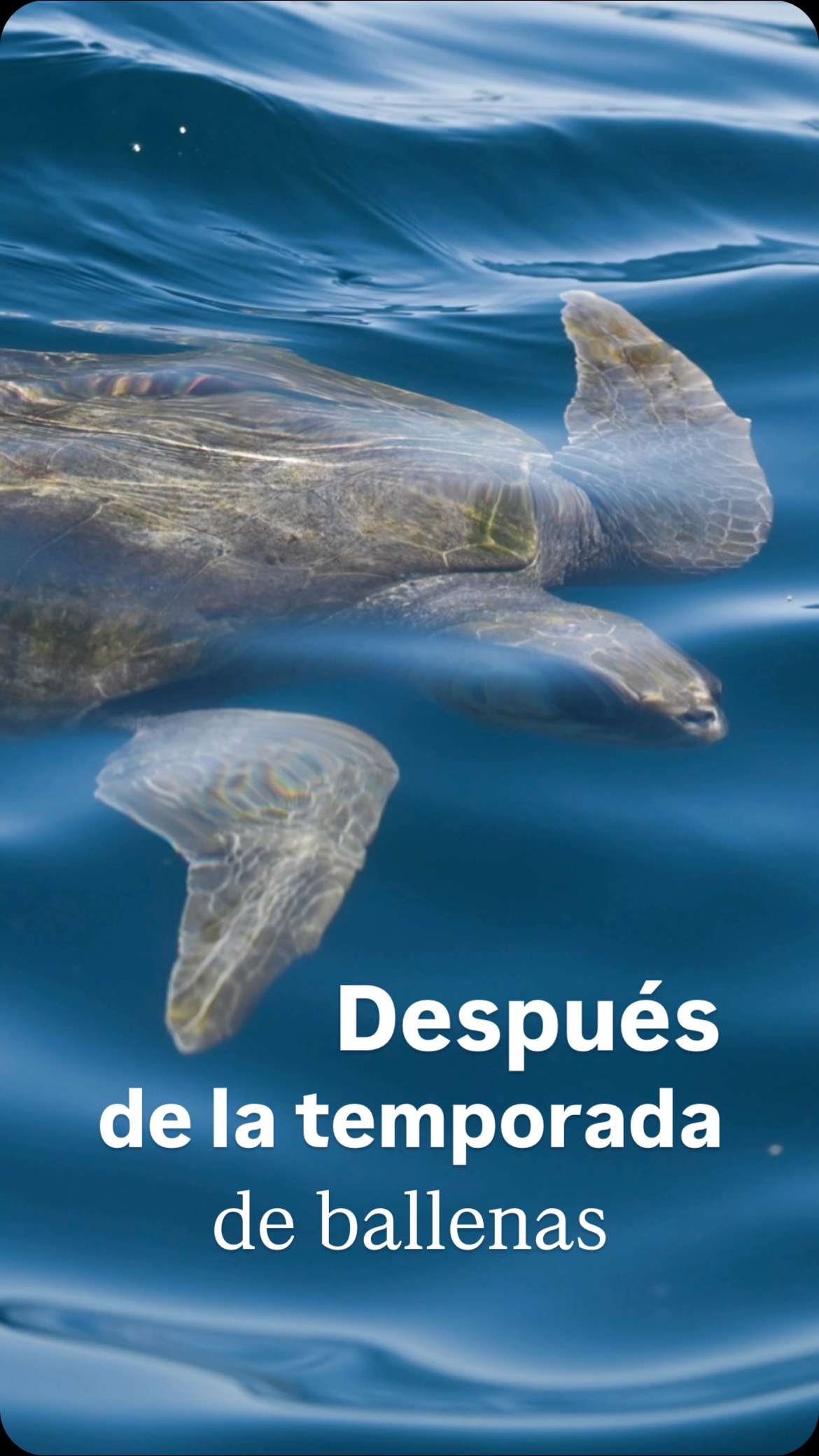 Los rumores son ciertos... ¡Ya empezamos a extrañar la temporada de ballenas! 😔 Pero aún hay historias sucediendo bajo la superficie y sobre el agua: mobulas, tortugas, diferentes especies de tiburones, rayas, lobos marinos, aves marinas, delfines y bancos de peces demostrando que el Golfo de California está vivo. 🩵✨
¿Y nosotros? ¡Seguimos aquí para descubrirlo contigo! Pronto vienen más actividades, más experiencias y más formas para seguir conectando. 🐠
— ENG —
The rumors are true... we’re already missing whale season! 😔 But there are still stories unfolding beneath the surface and above the water: mobula rays, turtles, different species of sharks, rays, sea lions, seabirds, dolphins, and schools of fish proving that the Gulf of California is alive. 🩵✨
And us? We’re still here to discover it with you! More activities, more experiences, and more ways to stay connected are coming soon. 🐠
-
-
-
-
-
cabo san lucas, cabo wildlife, cabo ecotours, ecotourism, ocean conservation, Los Cabos, whale watching, naturaleza marina, marine education, ecotours, visit mexico, beach trip, ocean education, baja california sur, ocean life, fyp, ocean reels, ballenas en mexico, destinos en mexico, turismo sustentable, avistamiento de ballenas, pacific ocean, free dolphins, los cabos 2026, marine biology, marine mammal, wildlife biology, save the ocean