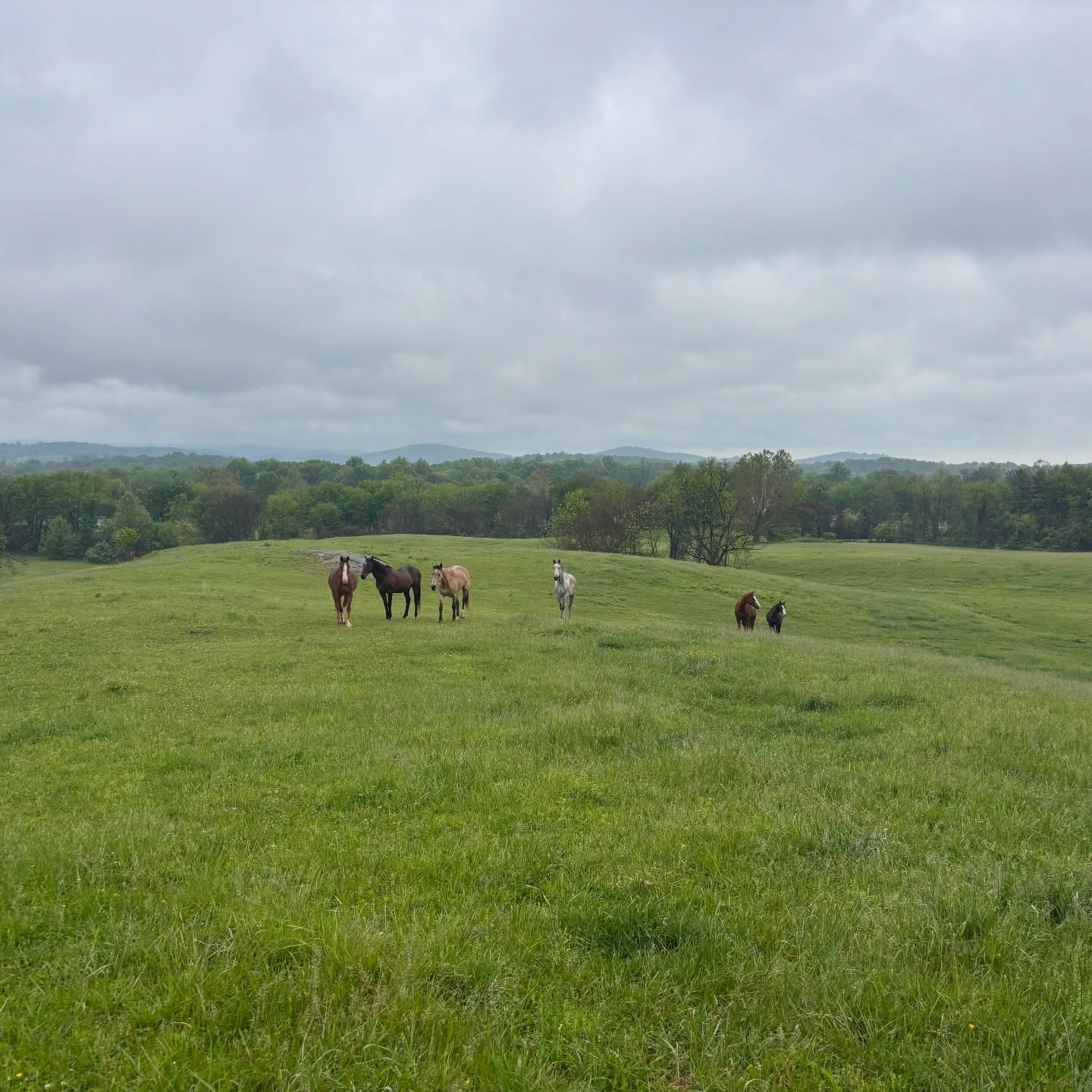 Here we are in May, with lush green grass as far as the eye can see!