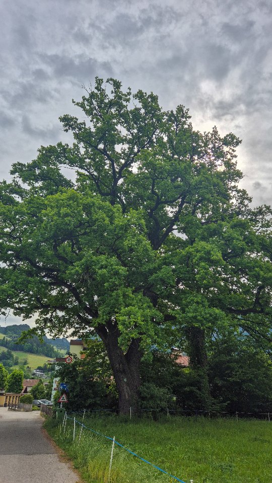 Liebe Baumfreunde, gestern durfte ich eine über 500 Jahre alte Stieleiche begutachten. Schon beim Anruf der Kundin hab ich mich sehr darauf gefreut.
Was dieser Baum schon alles erlebt hat?
Auf einer Seite hat er einen Blitzschaden der von der Krone bis in den Stammfuß reicht.
Ihr Stammumfang beträgt 575 cm.
Ein beeindruckender Baum, nicht wahr? 💚💚💚
#diebaumfachfrau#naturdenkmal#baumkontrolle#quercusrobur