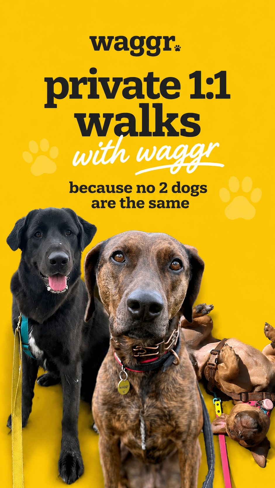 At Waggr, every visit is dedicated to your dog 🐾 Because no two dogs are the same. Every walk, every visit is tailored to what they need most. Their pace, their comfort, their routine 💙 When they feel safe, happy, and understood… that’s what matters to us. Because when they’re happy, we’re happy!
✨ If you want this for your pup...book a free meet & greet to get started
📩 DM us today!
#torontodogs #dogwalkertoronto #solodogwalks #reactivedogs #dogsofinstagram #torontopets #waggr #happydogshappylife