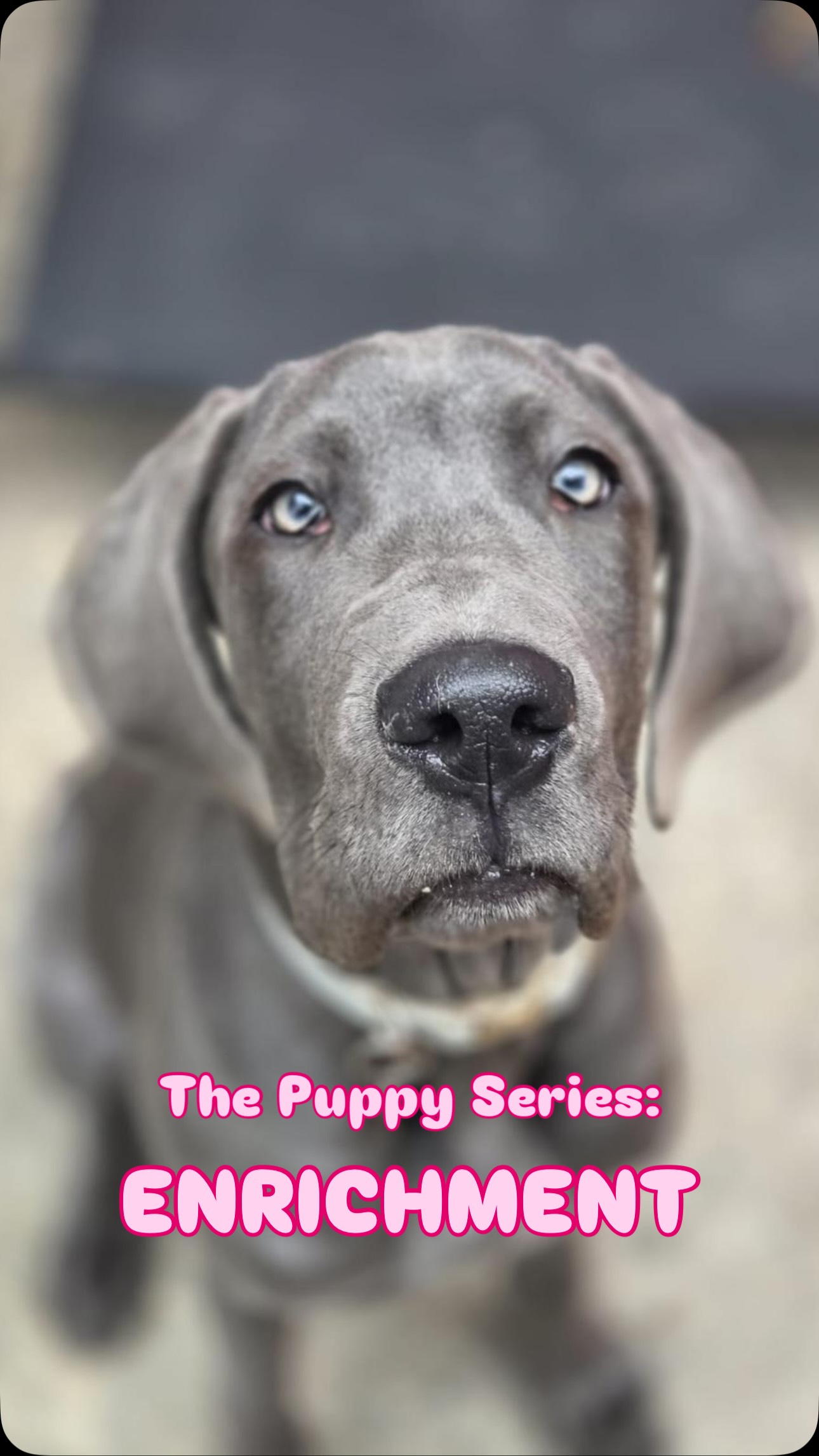 The Puppy Series: ENRICHMENT
#enrichment #puppies #puppylove #puppy