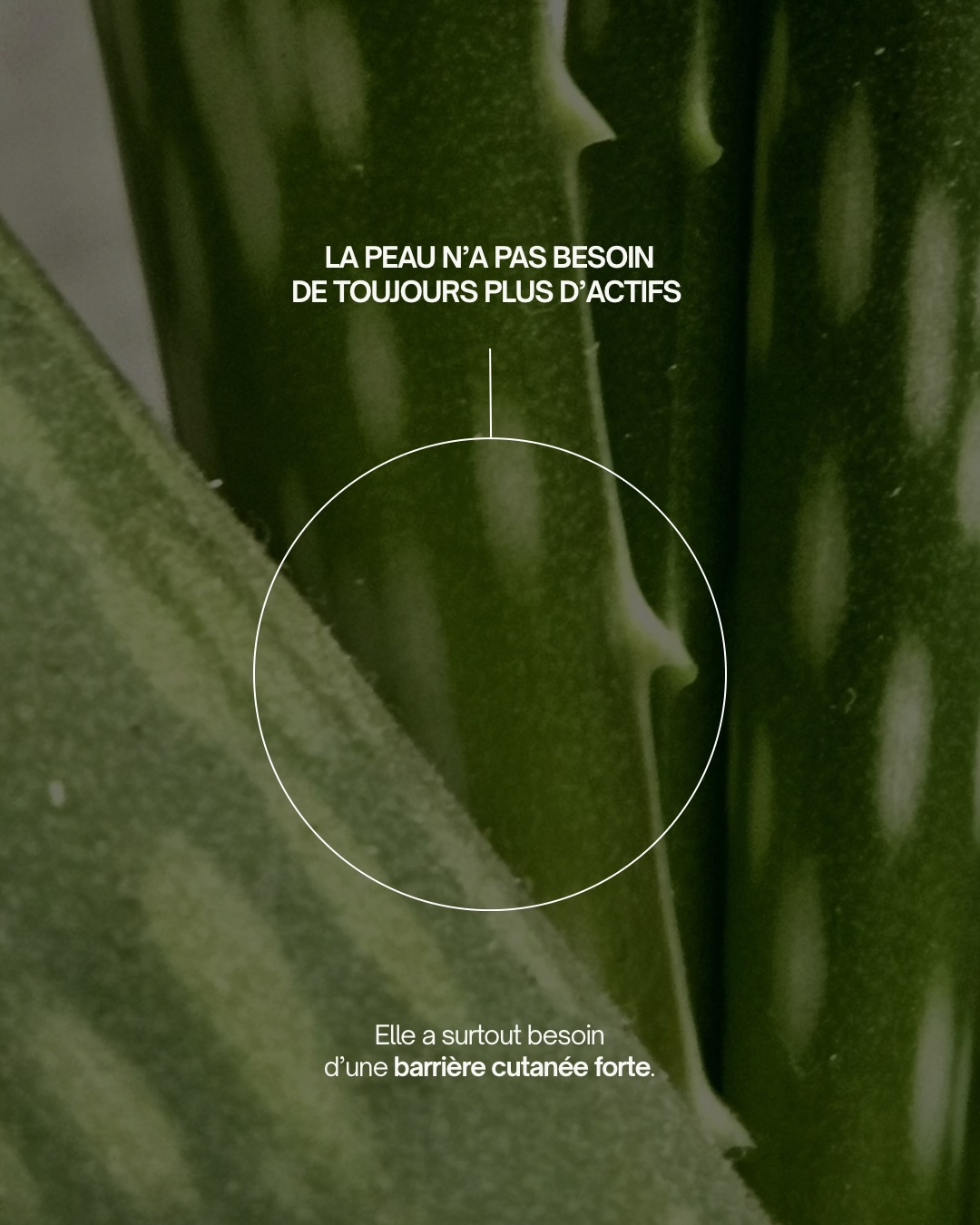 À vouloir toujours plus d’actifs, on oublie parfois l’essentiel : une barrière cutanée forte 🌿
Chez Maison Luce, nos formules sont pensées pour hydrater, nourrir et soutenir la peau naturellement grâce aux hydrolats frais, au gel d’aloès et aux huiles végétales riches en bons gras ✨