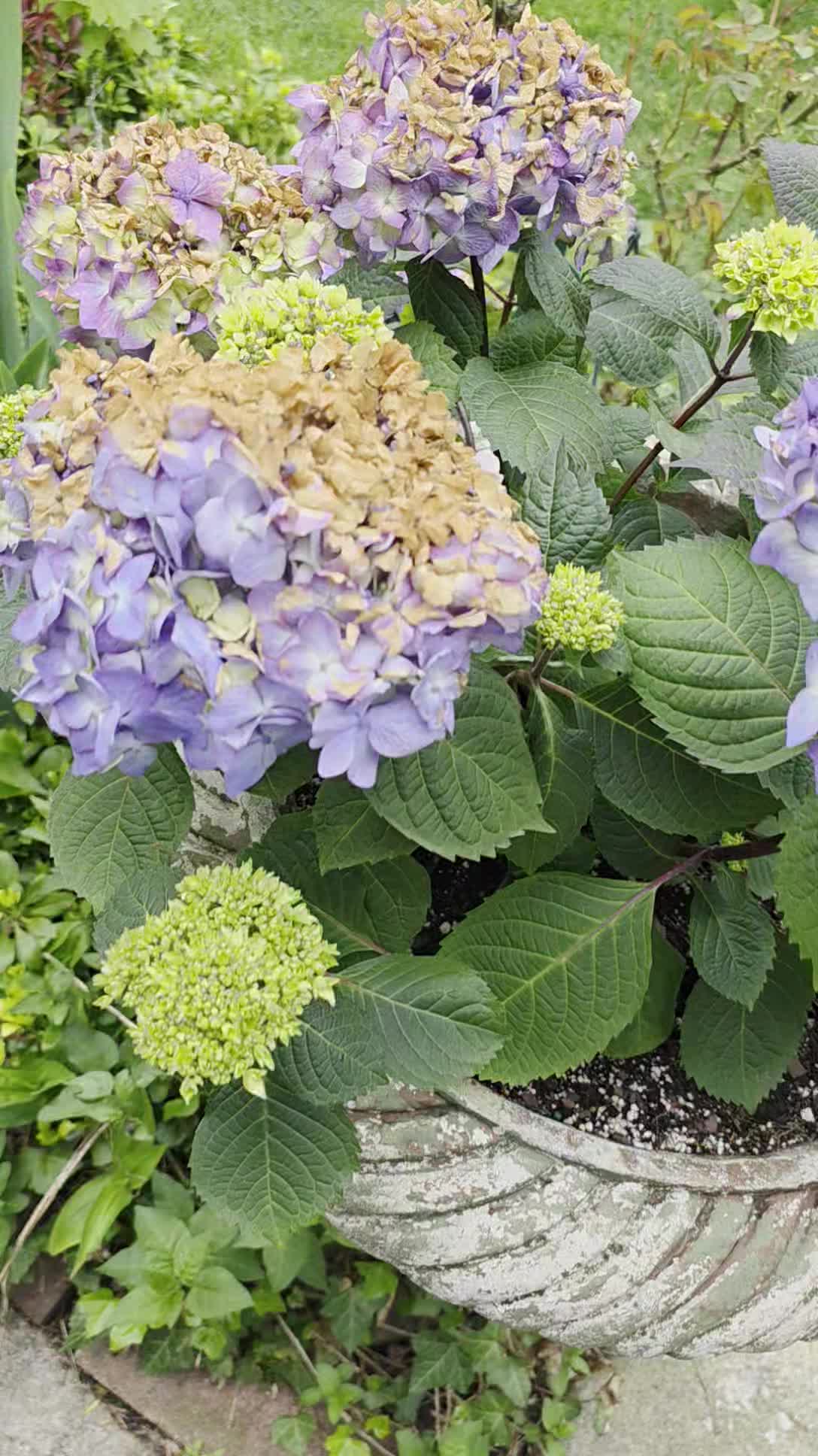 Chicago Bloom® fam… 😩❄️
That last frost really came in like it had something personal against my Endless Summer hydrangeas. Tender new growth? Gone. Zapped overnight. Those beautiful fresh buds we’ve been waiting on… took a serious hit.
But you already know… we don’t panic, we plant forward. 🌱
Hydrangeas are resilient, and there’s still a good chance they’ll push new growth from lower nodes. Might just be a later, slightly lighter show this season.
Now I’m curious…
Did that frost come for your garden too?
Drop your city + what got hit ⬇️ let’s see how widespread this Midwest freeze drama really was.
Chicago Bloom®
We grow through it 🌿
#ChicagoBloom #MidwestGardening #HydrangeaCare #EndlessSummer #GardenTalk #PlantProblems #FrostDamage #Zone6Gardening #GardenCommunity #SpringSetback #GrowThroughIt #PlantLife