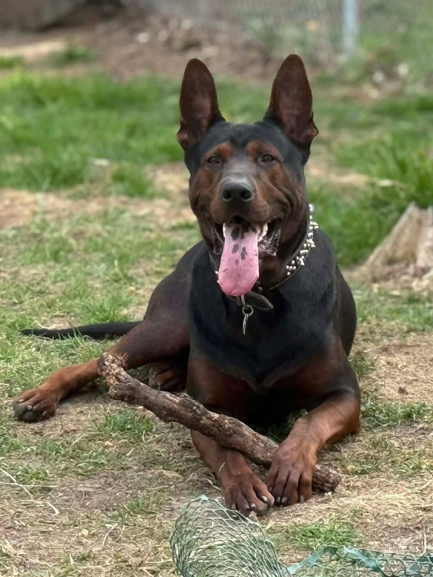 What a representation of the Laizhou Hong
Brasher 21 months young
Hips 3/4 Elbows 00
-
Co Owned By @a_service_dog living his best life in Wisconsin
📷 @suzie Schwalbach
-
Laizhou hong chinese red dog
-
Nothing for sale, DM to inquire about the breed!
-
dutch shepherd sighthound #rarebreed #protectiondog #chinesereddog beauceron schutzhund protection dog psa german shepherd guard dog trainer preservation chinese red dog #dobie