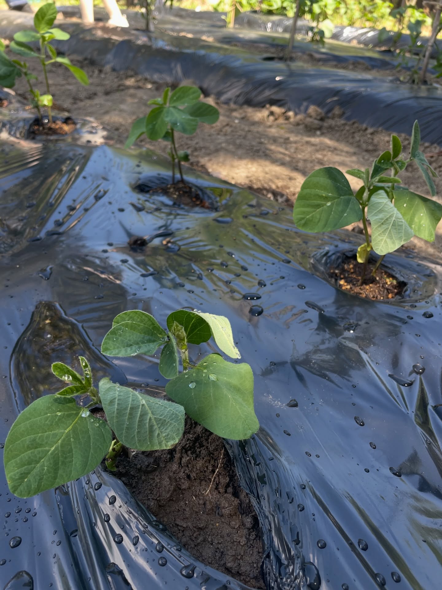 5月の小田クラインガルテンの様子です。
9日に枝豆の苗を植えました。🌱
苗植えのご参加ありがとうございました😊
玉ねぎは小ぶりですが、収穫次期になりましたので随時収穫しています。
百鳥さんの作った新玉ねぎはもっと大きく立派で
@tamaribar_tsukubaoda の店内に並んでいます。
小