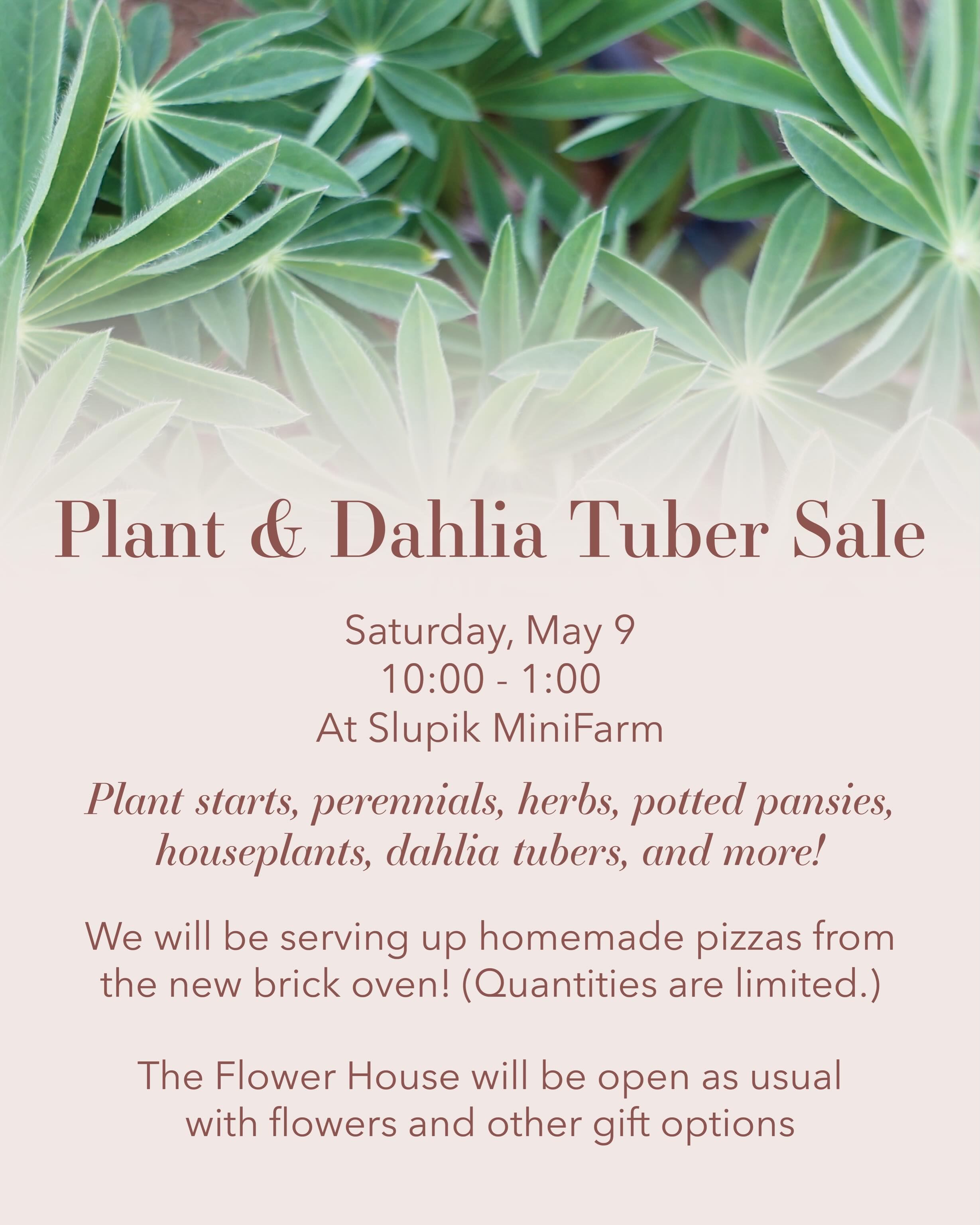We are looking forward to hosting you for our first annual Plant & Dahlia Tuber Sale this Saturday! We have so many great things coming your way! For those who have been asking about dahlia tubers, here’s your chance! We will also have dahlia plants that are potted up and already growing if you’re looking for a head start.
We will have over 30 varieties of garden plants available! Head over to our website for a complete list. Annuals, perennials, herbs, medicinal plants, flowers, veggies, strawberries, and more!
We will have lots of beautiful potted pansies, mixed herb planters, and mini houseplants as well.
The Flower House will be open as usual with flowers and lots of other goodies and gift options. Our flowers will be limited this year due to crop losses from our exceptionally dry spring, so we suggest shopping early if you want flowers. The Flower House hours this weekend are Friday, Saturday, Sunday 10-6.
And because we wanted to make it an extra special event, we will be firing up the brick oven and serving up some pizzas! (Our food truck fell through so that will no longer be happening if you saw me post about that previously.) Pizzas will be made to order, served to you fresh out of the oven! We will have limited pizzas since we have to prep the dough a day in advance, so come early for pizza too! (Sorry, we cannot offer GF or DF options at this time, just pizza the old-fashioned way :)
Our whole team will be here to help and we can’t wait to share a fun morning, some beautiful plants, and delicious pizza with you! 💕
@niwotcolorado @danslupik