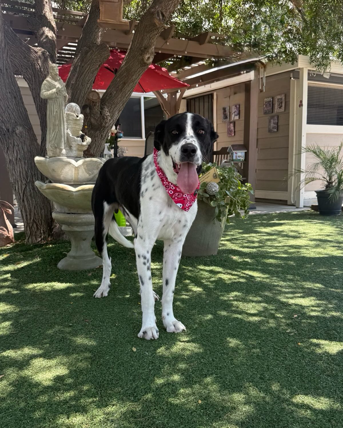 This is Mason. He is a beautiful, 18 month Great Dane. He is very gentle, kind, good with other dogs, walks on a leash, and is well-behaved.