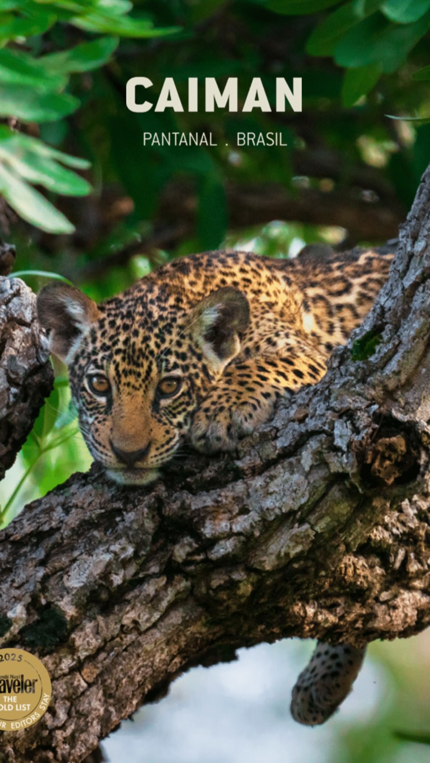 During a visit to Caiman Pantanal, guests can immerse themselves in an extraordinary wildlife experience, where they have the opportunity to observe over 500 animal species, many of which are rare and fascinating. Among these, there are approximately 350 species of birds that find refuge in this expansive sanctuary, allowing them to live freely in their natural habitat. The diverse ecosystem is home to remarkable creatures such as jaguars, giant anteaters, tapirs, capybaras, ocelots, and vibrant hyacinth macaws, along with the impressive jabiru storks. Each safari offers a unique chance to witness these animals in their natural environment, making it a memorable adventure for nature enthusiasts and wildlife lovers alike.
The Pantanal is often hailed as the best place in the world, second only to Africa, for embarking on a safari experience. The combination of sustainable tourism practices and the rich biodiversity of the Pantanal creates a unique opportunity for travelers to engage with nature in a responsible manner, fostering a deeper appreciation for the environment and the importance of conservation efforts. Overall, it offers not only an unforgettable travel experience but also serves as a shining example of how tourism can coexist harmoniously with nature.
To learn more about Caiman and its wonders, feel free to get in touch! For details info@dominiquedebay.com or by phone 1-212-752-1416 or WhatsApp 1-917-940-2407 #dominiquedebaycollection @caimanpantanal