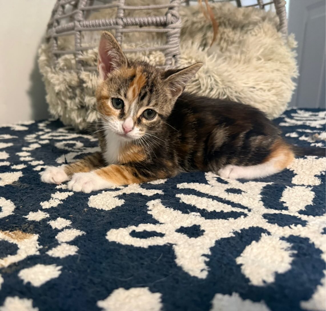Ruby is a little, 8 week old Calico. She is gentle and very friendly.