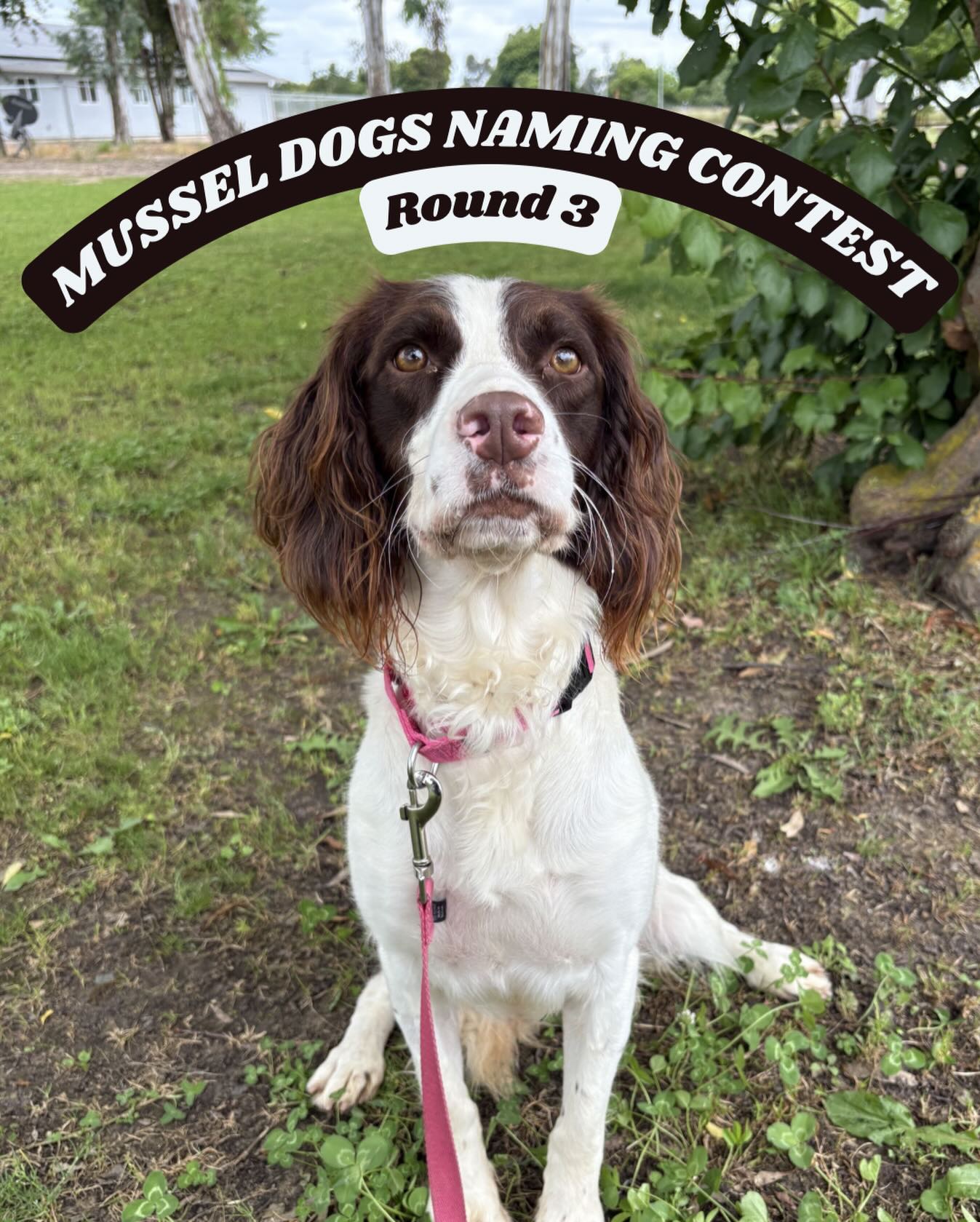 🐾 VOTING ROUND #3 🐾
We have had so much fun watching your votes come in. We are now down to 4 names.
Please pick ONE name from the following:
1. Brook
2. Marina
3. Tule
4. Shrimp
🐶 We will narrow it down to only 2 final names from here. The final round will take place this Tuesday! 🐶