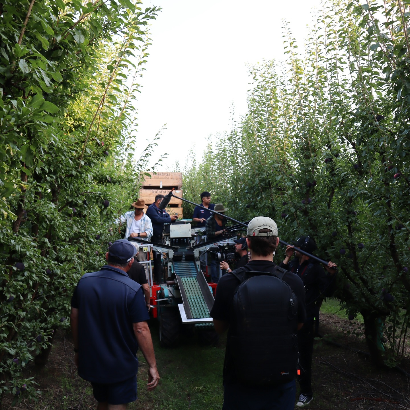 More behind the scenes shots from AZZA & ZOC DO EARTH 🌏 check out the episode on YouTube and learn about all the amazing benefits of the Queen Garnet plum🌳 #plum #antioxidants #superfood #farmer #fruit