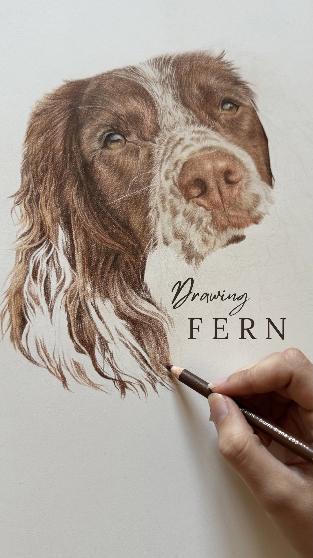 The finished drawing of Fern, the springer spaniel puppy 🤎 Thank you all for your love on her portrait so far! You may have seen a little peek at the final drawing on my stories.. here’s how we got there!
#timelapsedrawing #petportrait #spanieldrawing #springerspaniel #spanielpuppy